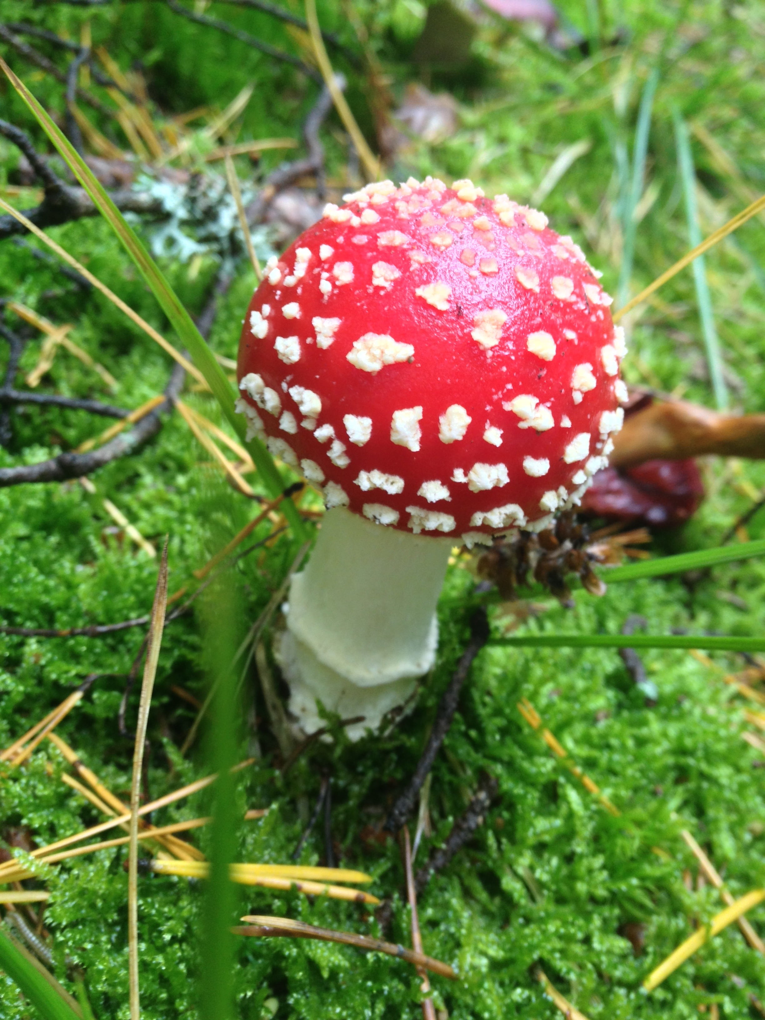 poison, close-up, red, 2K, grass, spotted, food, amanita muscaria, mushroom, growth, focus on foreground, fungus, danger, poisonous, no people, plant, Phone HD Wallpaper
