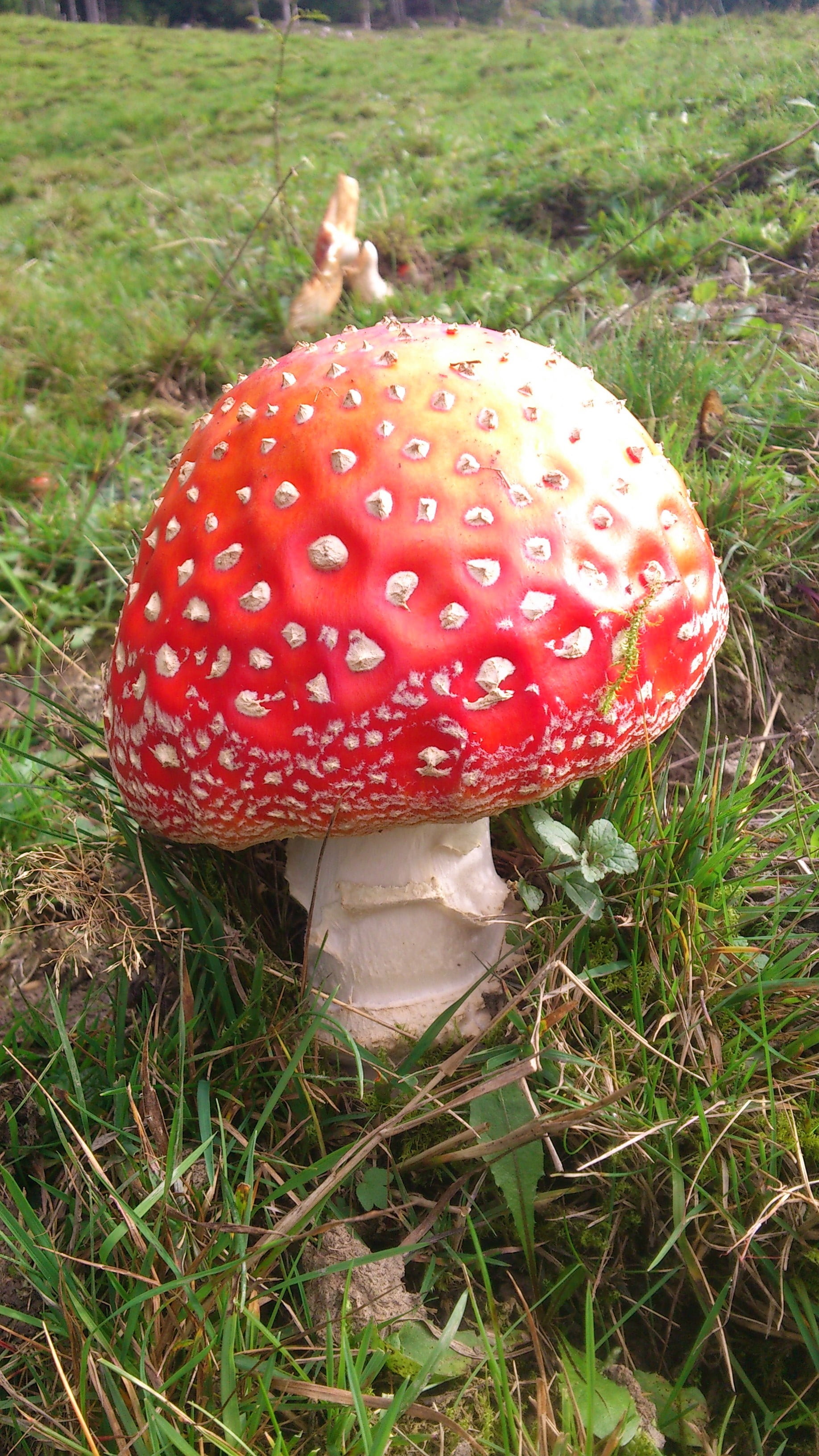 fly Agaric Mushroom, land, spotted, plant, fungus, high angle view, toadstool, colorful, close-up, field, amanita Parcivolvata, poisonous, growth, day, Phone HD Wallpaper