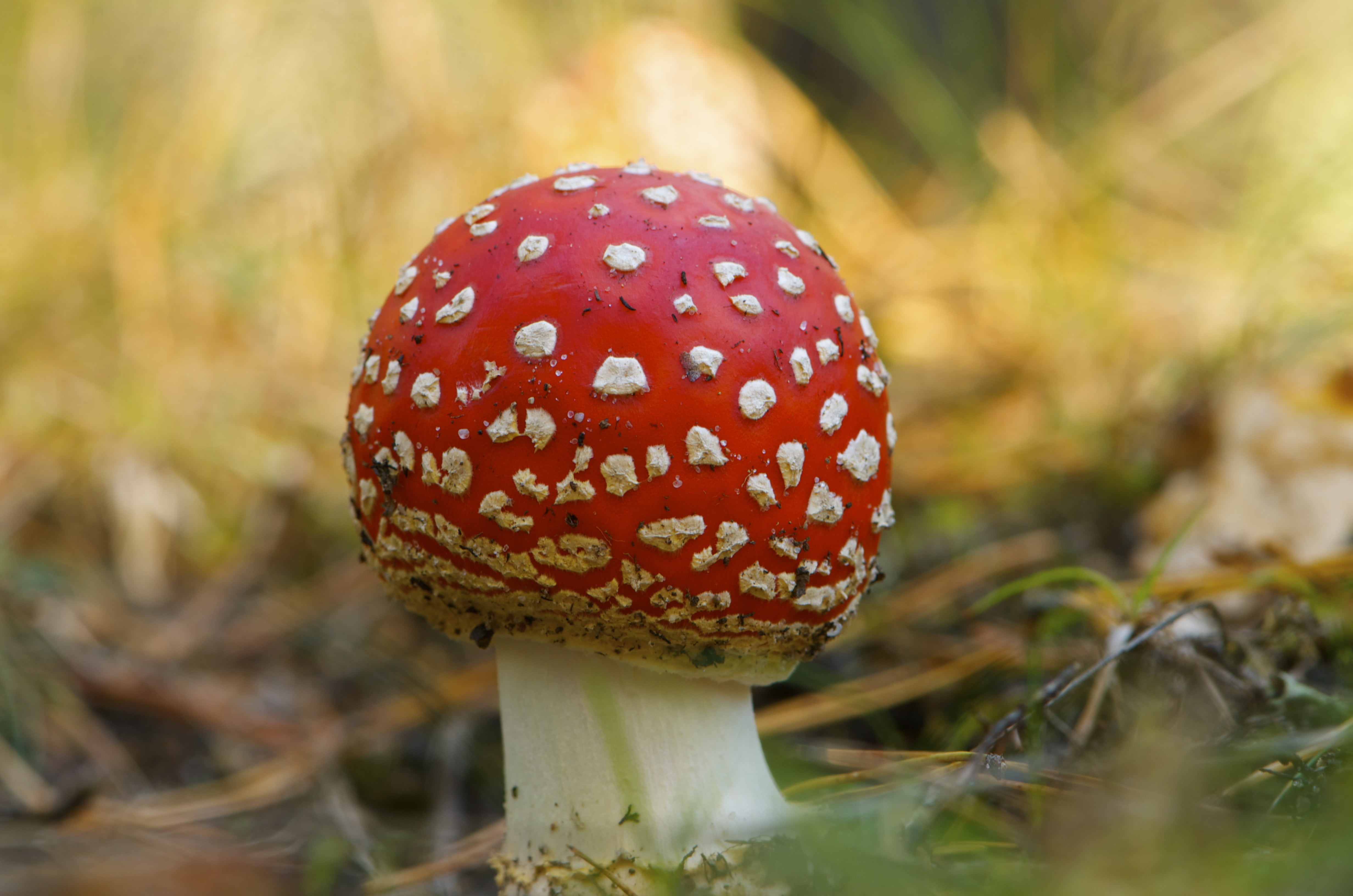 fly Agaric Mushroom, growth, red, no people, plant, fungi, fungus, autumn, toxic Substance, outdoors, natural, fragility, food, field, fresh, organic, selective focus, HD Wallpaper