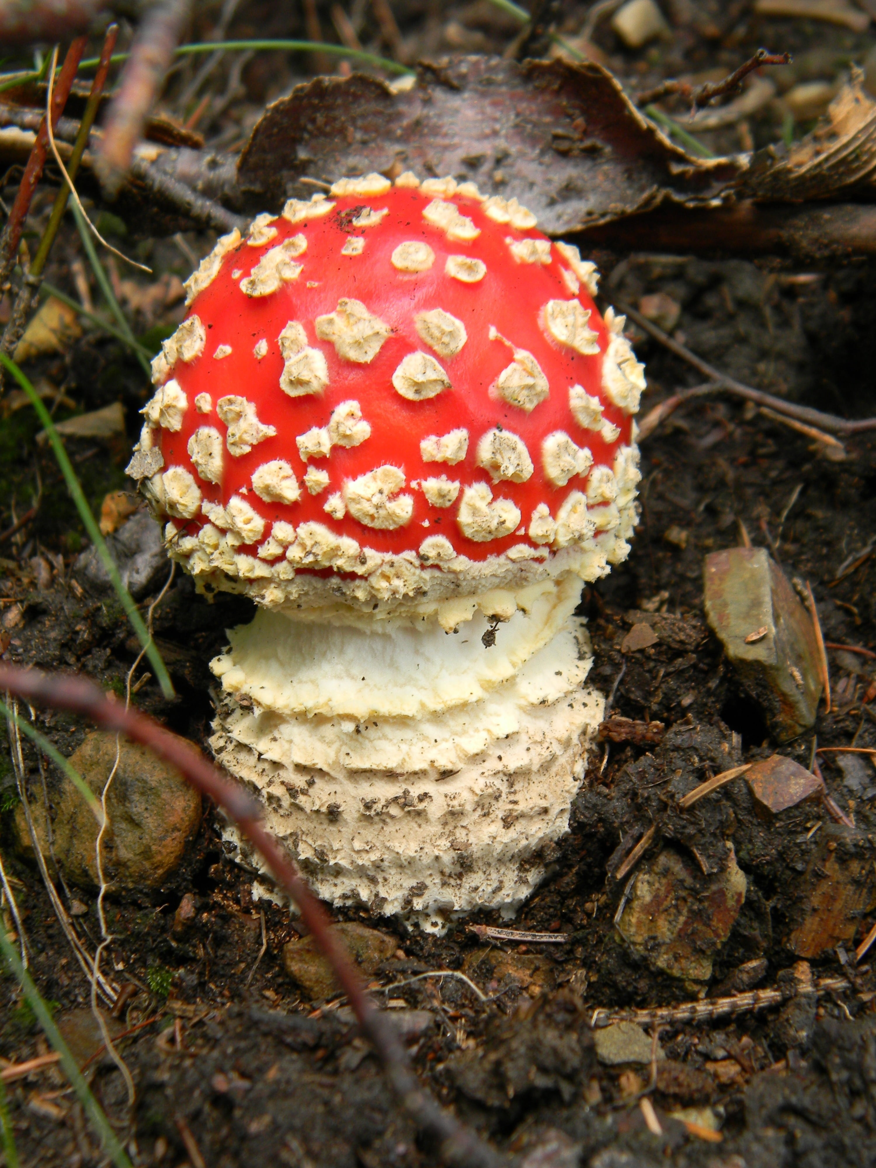 close-up, day, food and drink, amanita Parcivolvata, land, fungus, 4K, mushrooms, fly Agaric Mushroom, poisonous, vegetable, food, fly agaric red, field, Phone HD Wallpaper