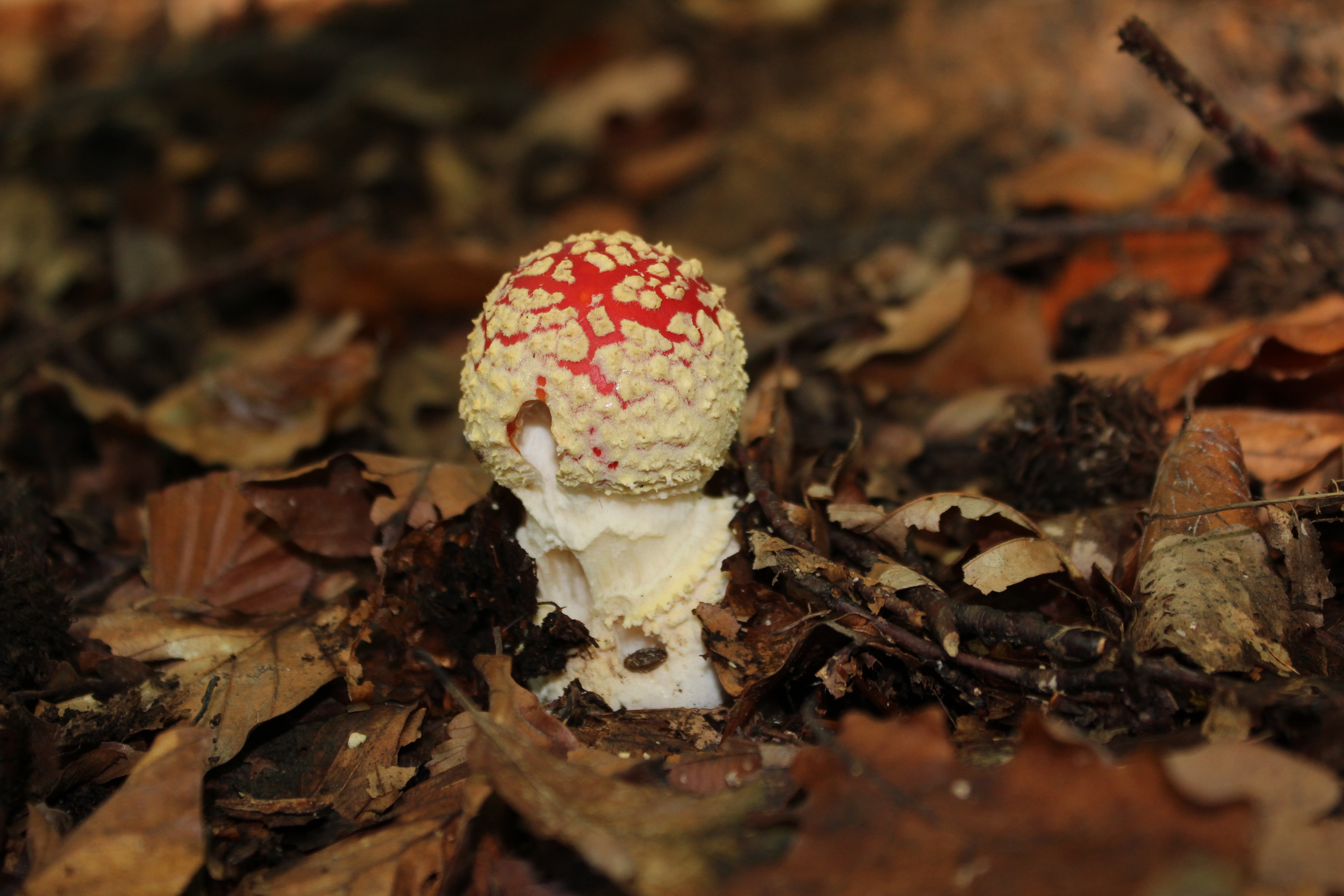 mushroom, food, toxic Substance, amanita Parcivolvata, fly Agaric Mushroom, mushrooms, leaves, no people, fly agaric, red, food and drink, growth, forest, HD Wallpaper