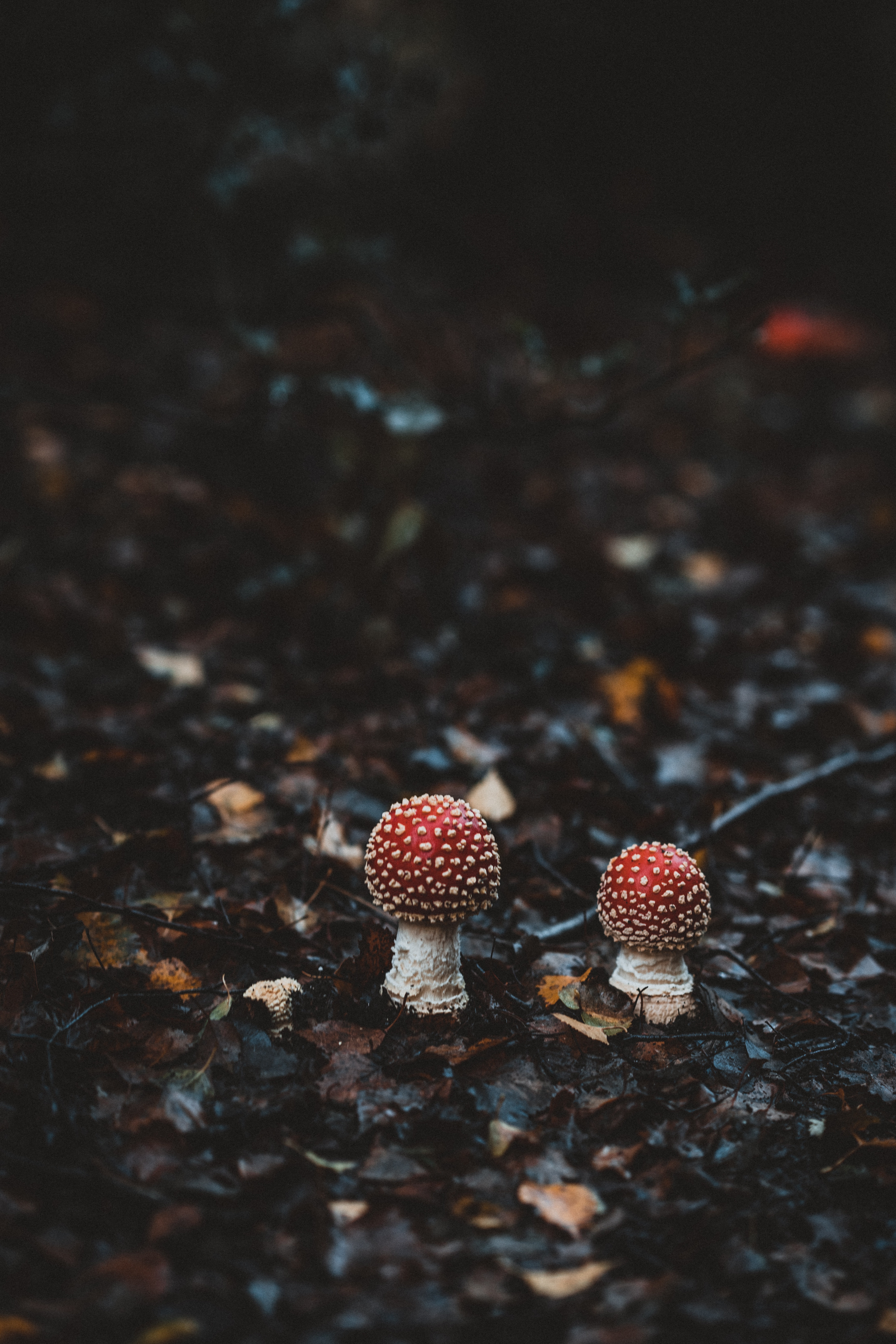 mushrooms, foliage, amanitas, forest, blur, 5K, autumn, Phone HD Wallpaper