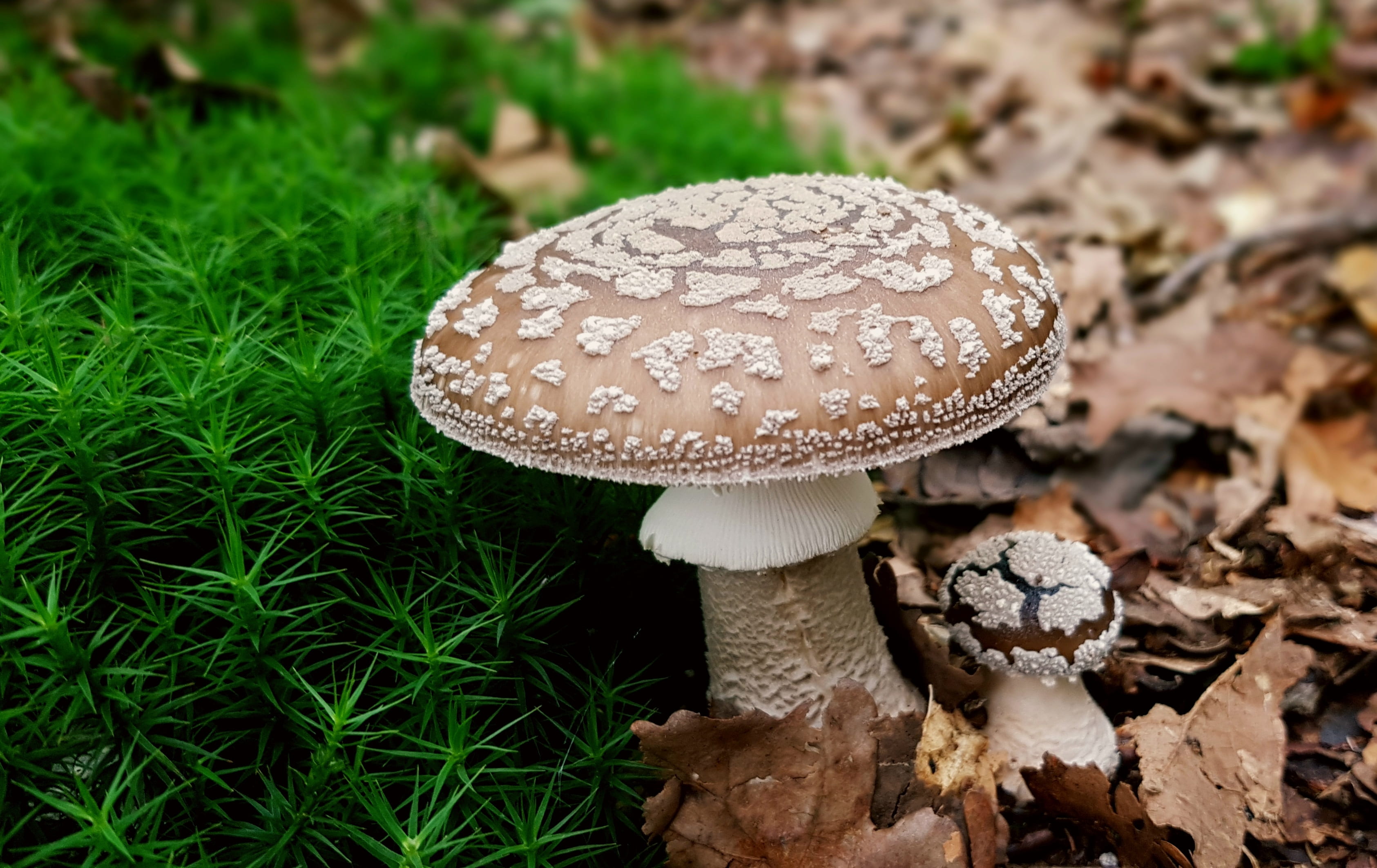 star moss, forest mushroom, plant, spotted, freshness, day, growth, forest floor, outdoors, uneatable, nature, fungus, disc fungus, panther mushroom, grass, HD Wallpaper
