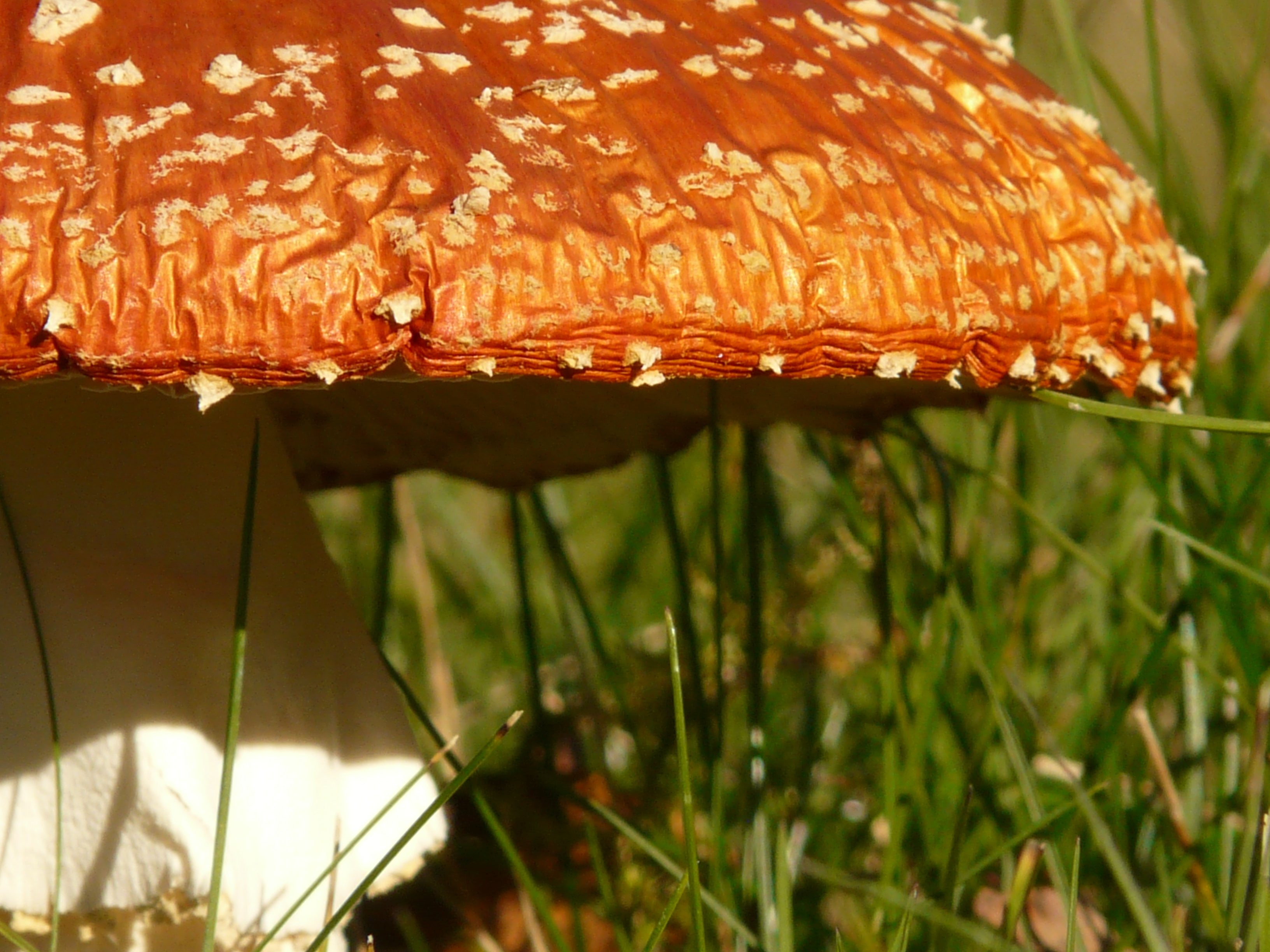 day, macro, nature, 2K, sunlight, poisonous, plant, season, stem, toxic Substance, cap, woodland, red, food and drink, orange, autumn, growth, orange color, HD Wallpaper