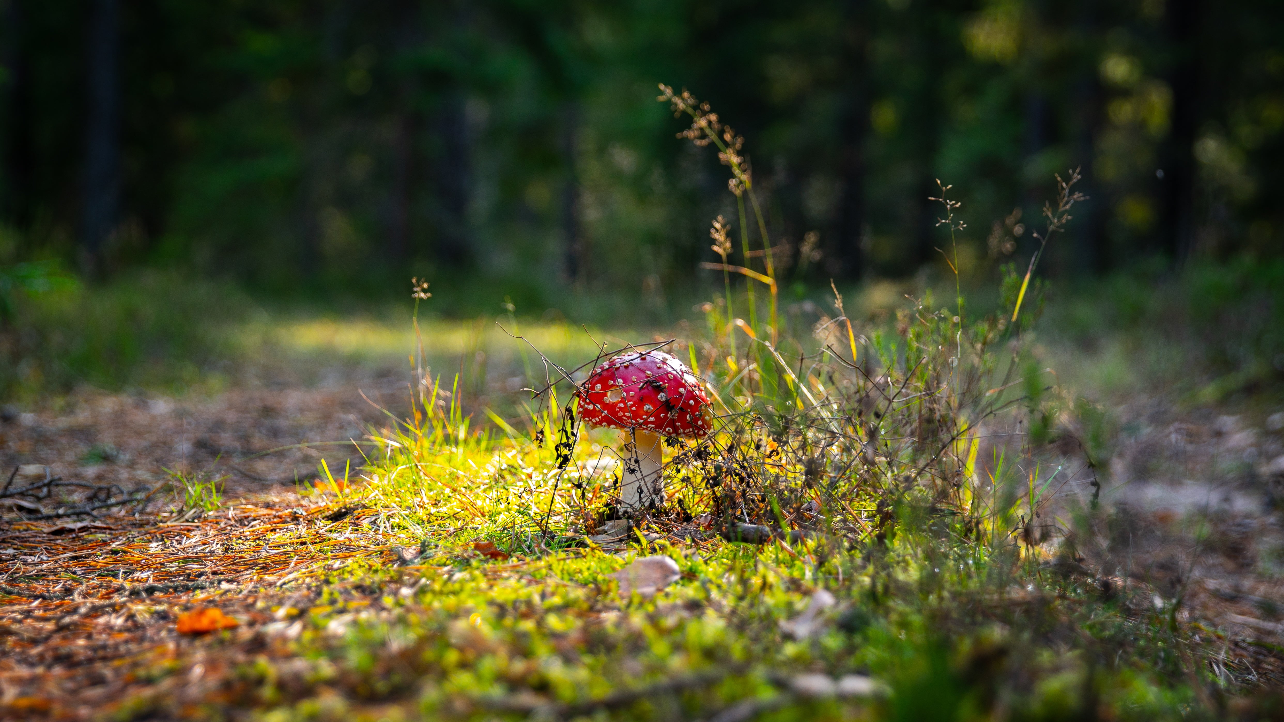 poisonous, woodland, nature, outdoors, toadstool, close-up, growth, forest, 4K, selective focus, land, amanita, day, food, fly agaric mushroom, fungus, HD Wallpaper