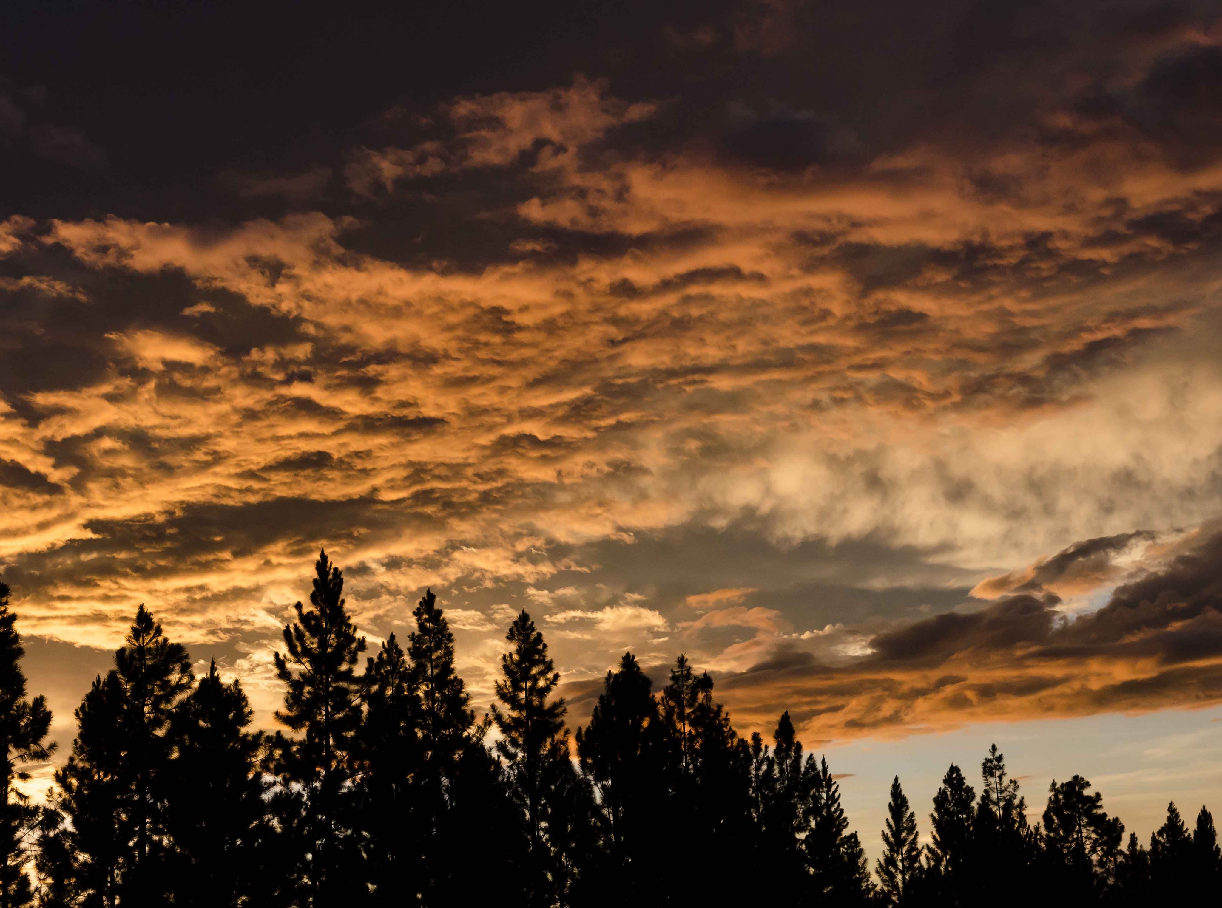 tranquility, non-urban scene, plant, Landscape, northernmindanao, coniferous tree, 4K, dramatic sky, orange color, low angle view, idyllic, silhouette, HD Wallpaper