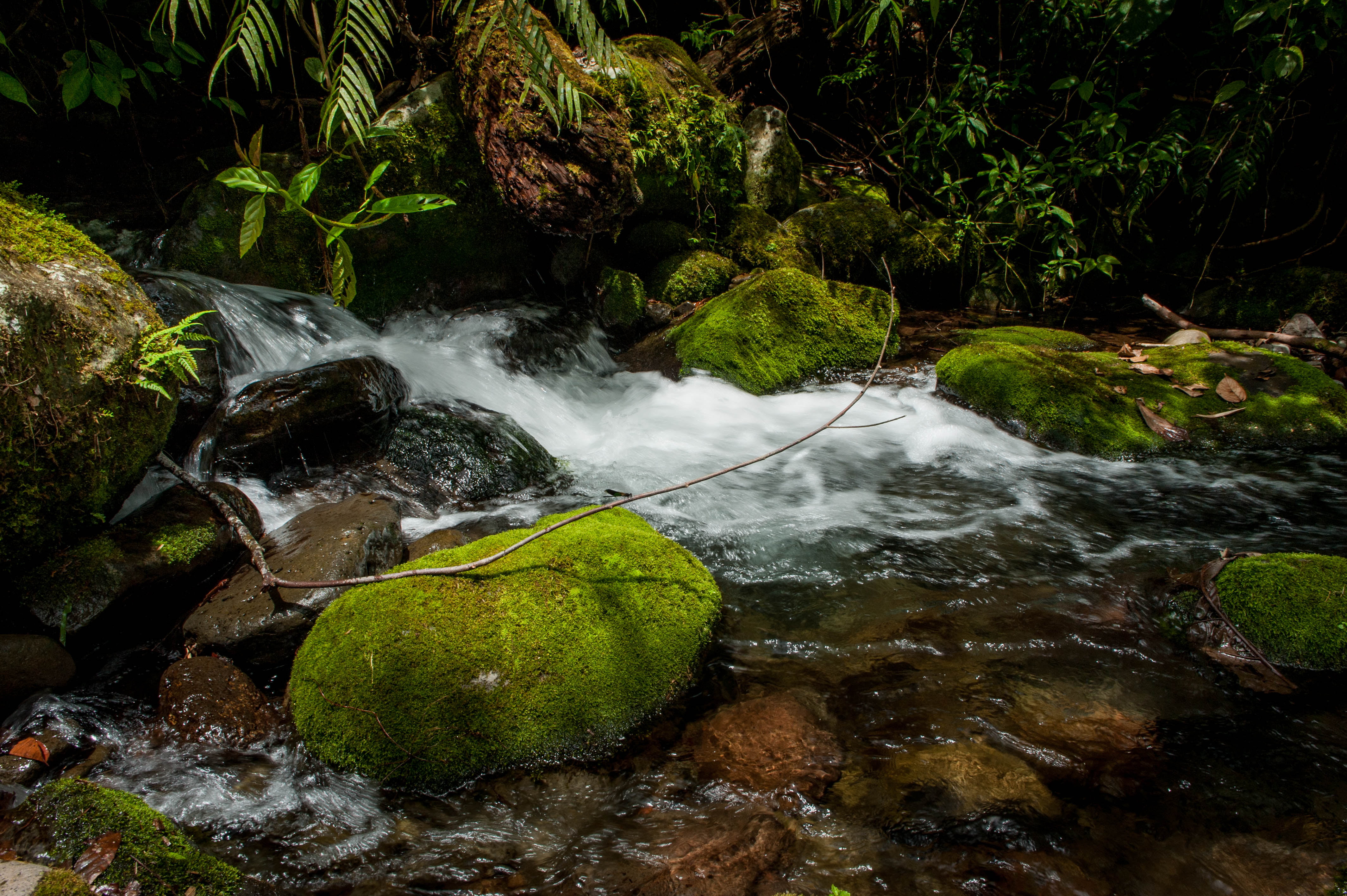 jpg, forest, plants, rock - Object, mindanao, 4K, river, philippines, leaf, body of water, moss, green Color, wet, green leaf, bukidnon, nature, freshness, HD Wallpaper
