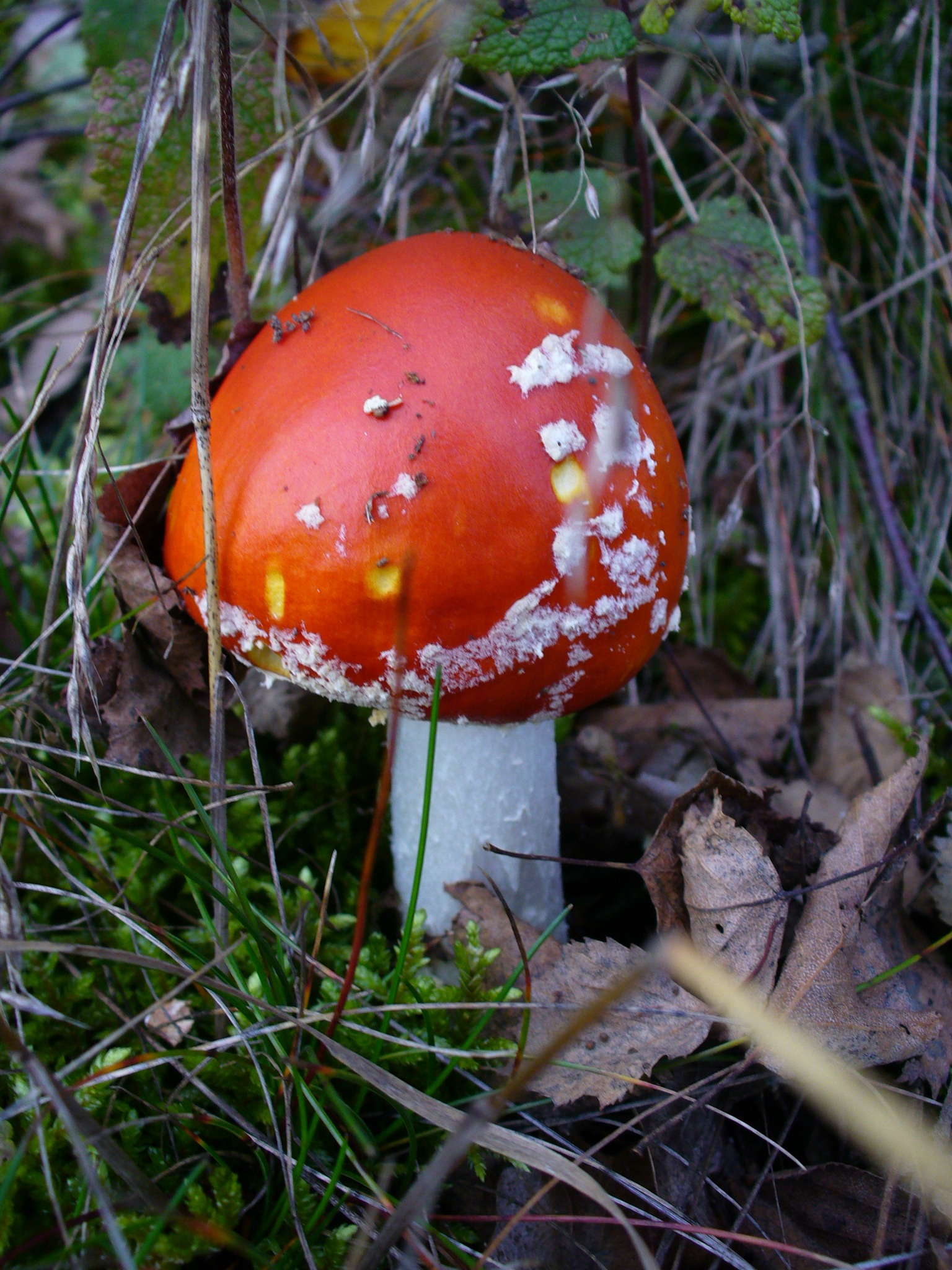 nature, 1080P, day, plant, edible mushroom, fly agaric mushroom, point, amanita muscaria, moss, red fly agaric mushroom, freshness, growth, field, leaves, Phone HD Wallpaper