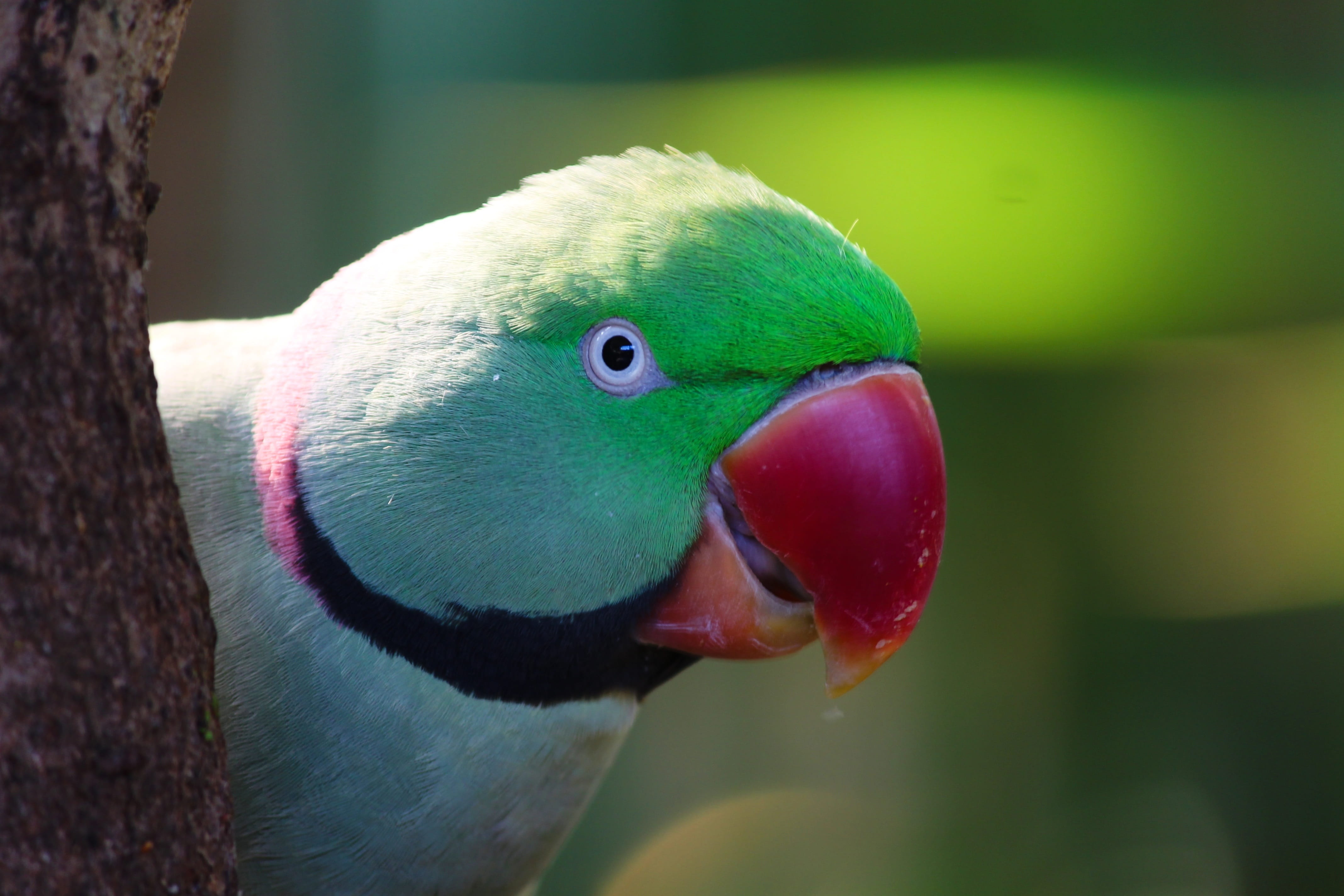 animal mouth, animal, 4K, parrot, feather, one animal, multi colored, animal wildlife, day, ziervogel, psittacula krameri, eye, vertebrate, animal eye, HD Wallpaper