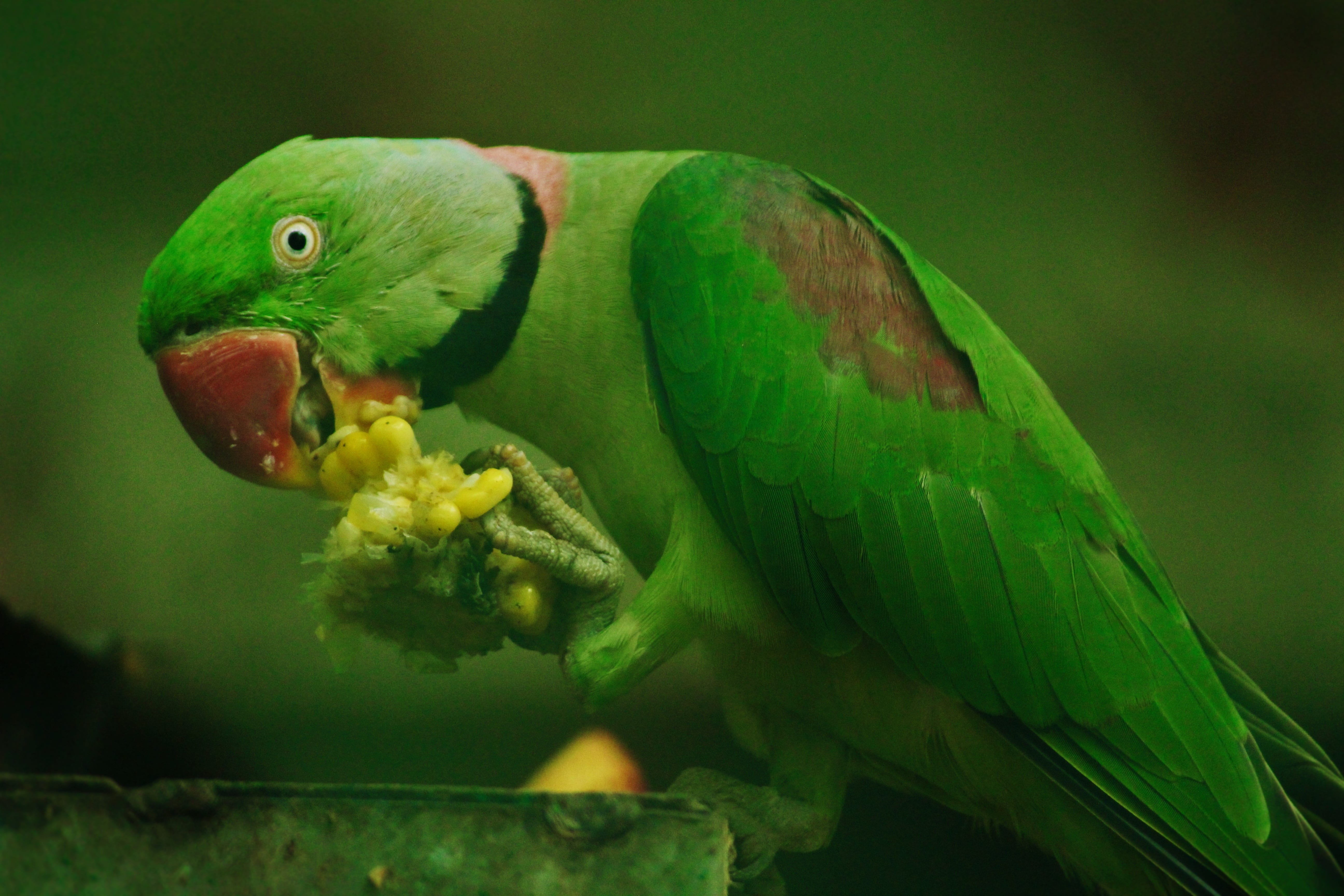 5K, sea, animals in the wild, water, parrot, focus on foreground, one animal, close-up, eating, animal wildlife, animals in captivity, animal body part, HD Wallpaper