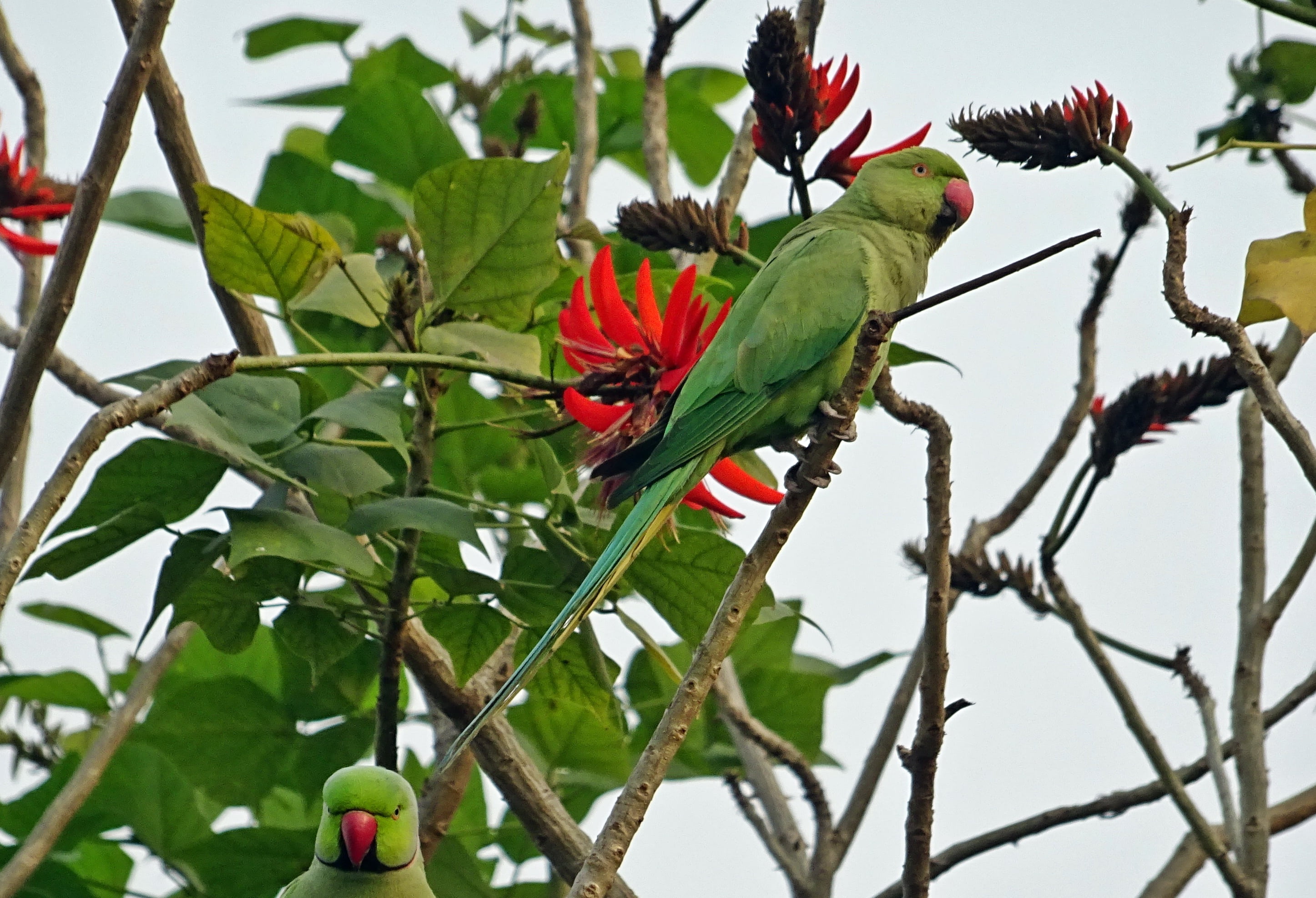 red, plant, parakeet, outdoors, fauna, animal, animals in the wild, perching, ring-necked parakeet, scarlet macaw, green, macaw, tree, group of animals, HD Wallpaper