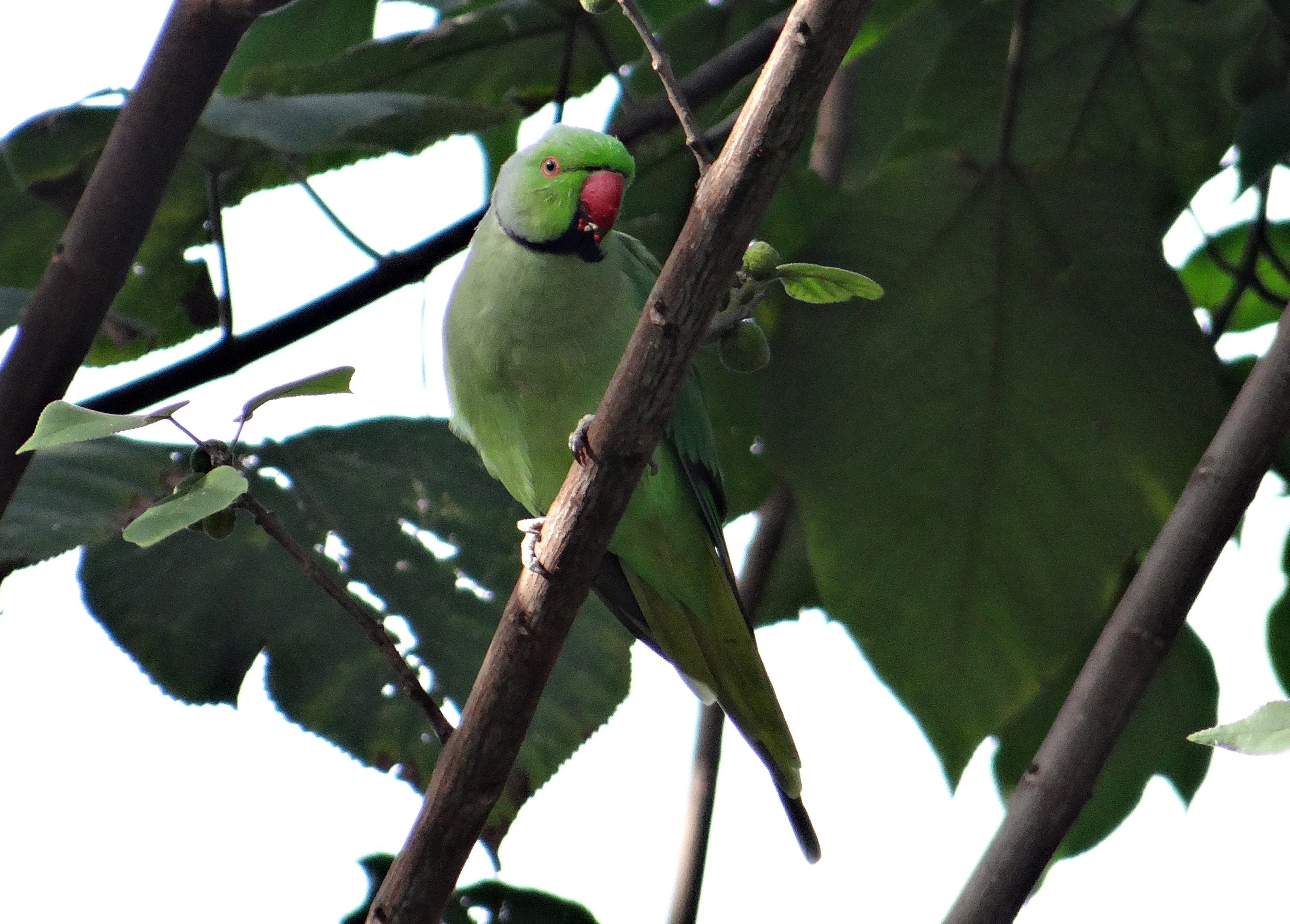rose-ringed parakeet, leaf, outdoors, afro-asian parakeet, animal, bird, animal themes, no people, low angle view, ring-necked parakeet, tree, psittacula krameri, HD Wallpaper