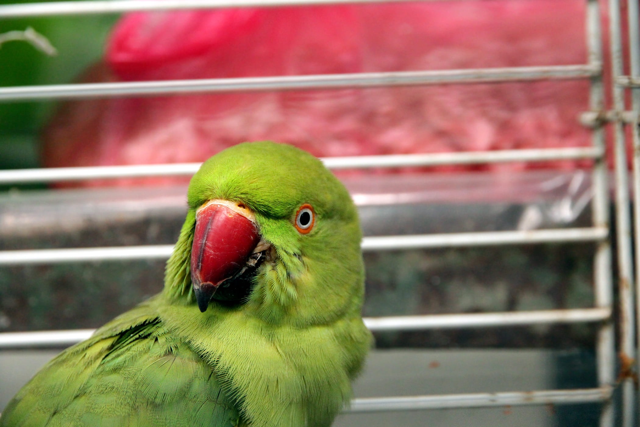 animals, closeup, one animal, metal, day, parrot, alexandrine parrot, bird, animals in captivity, green bird, living nature, 1080P, vertebrate, animal wildlife, HD Wallpaper
