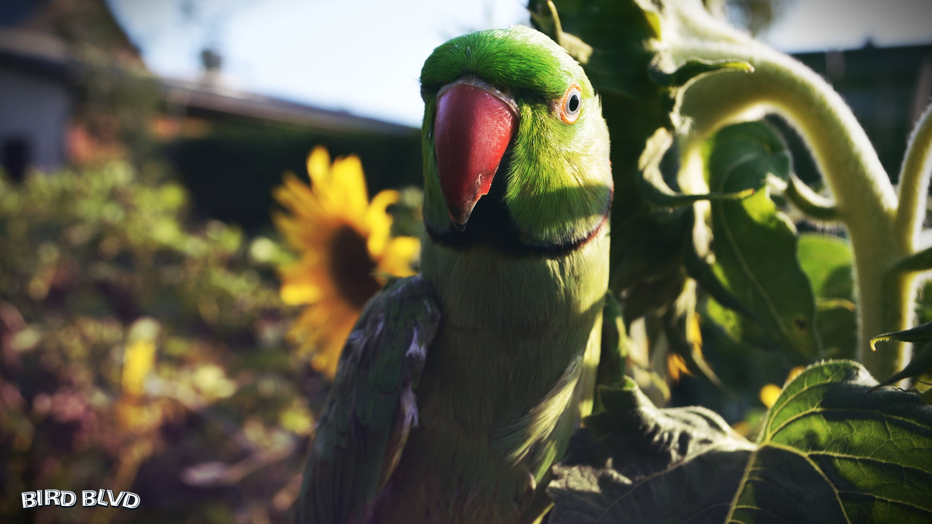 Parakeet, Parrot, Bird, Birds, Indian Ringneck, 1080P, HD Wallpaper
