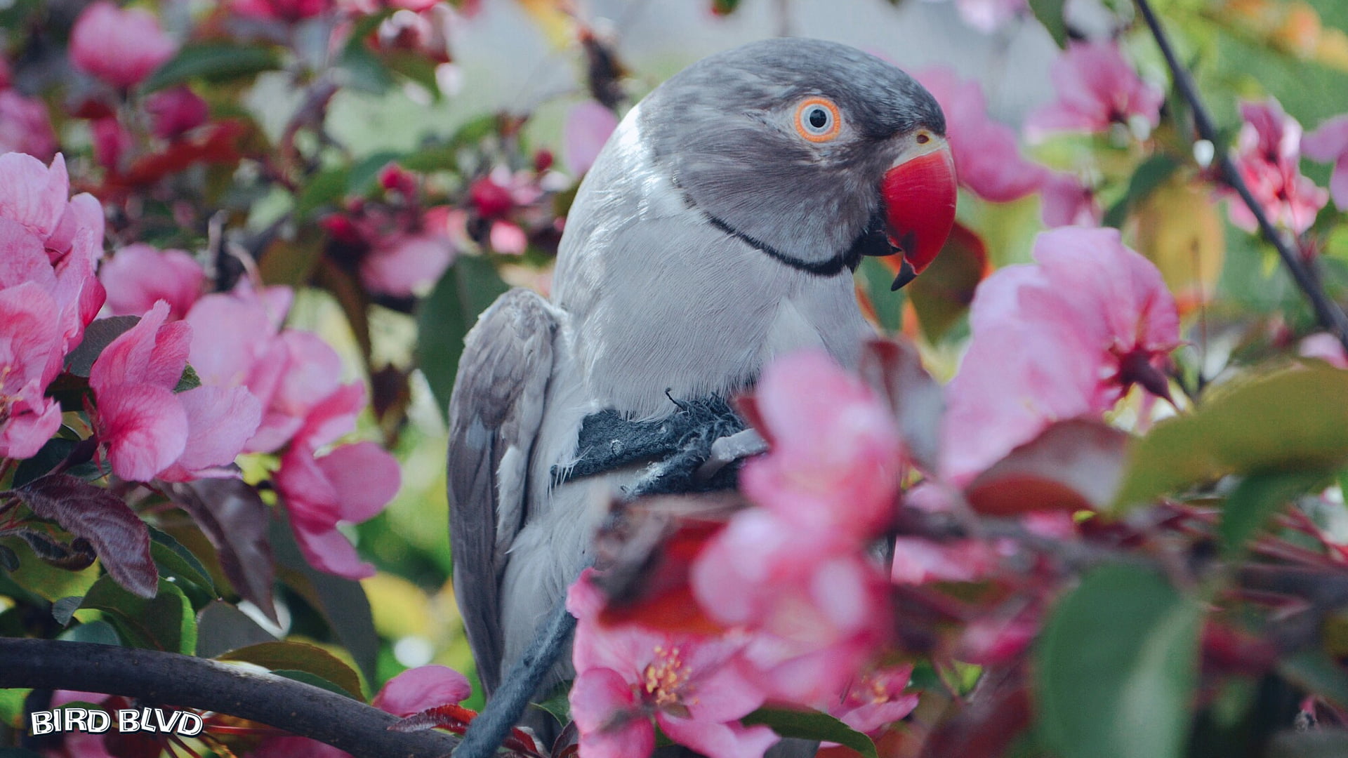 Indian Ringneck, Bird, Blossom, Birds, 1080P, Parrot, Parakeet, Spring, HD Wallpaper