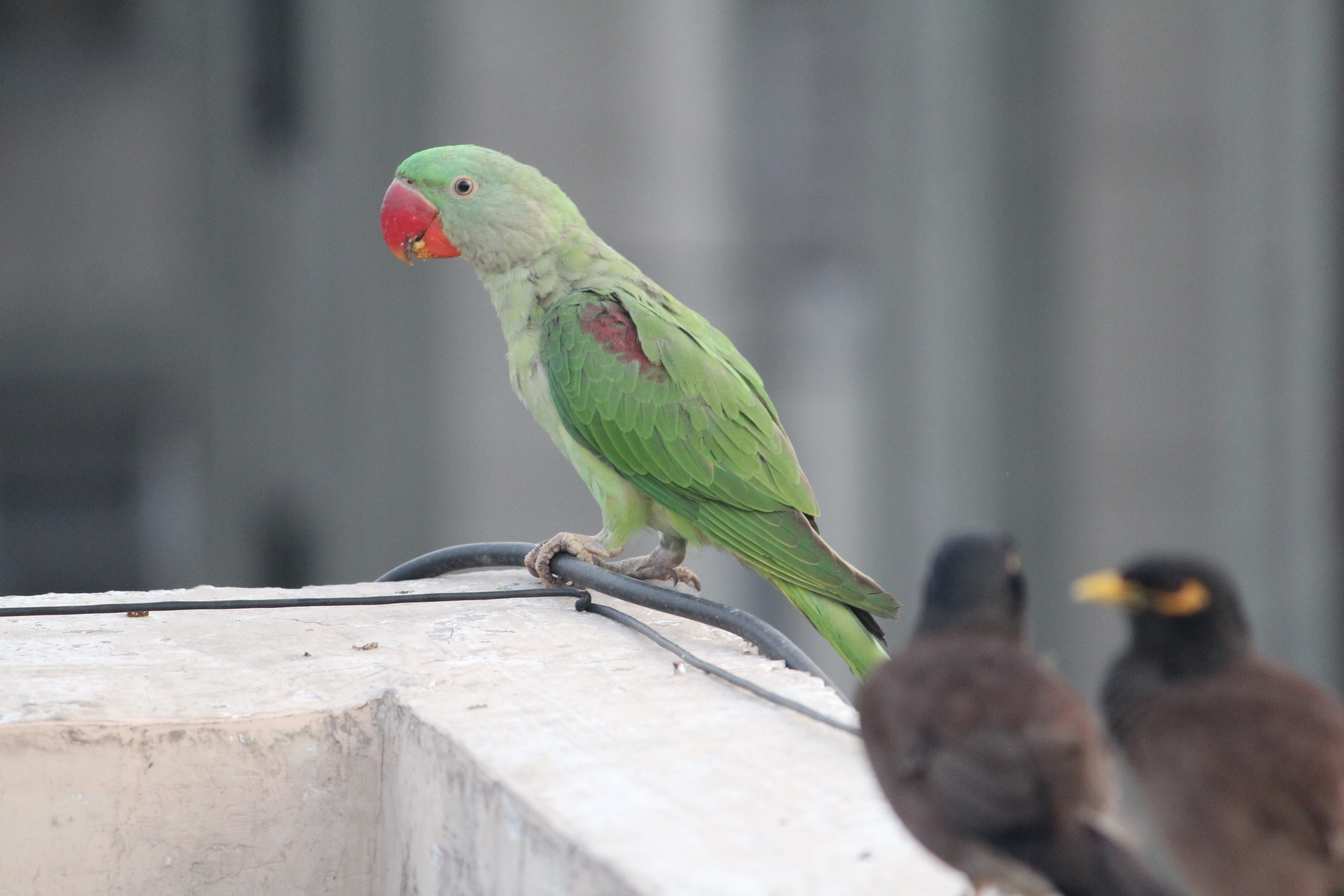 outdoors, concrete, animal themes, nature, Indian, Bird, Parrot, full length, one animal, focus on foreground, close-up, animals in the wild, no people, HD Wallpaper