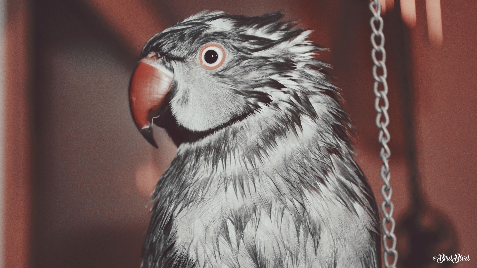 wet, birds, animals, Pet, irn, gray, 1080P, parrot, Arizona, Indian ringneck, HD Wallpaper