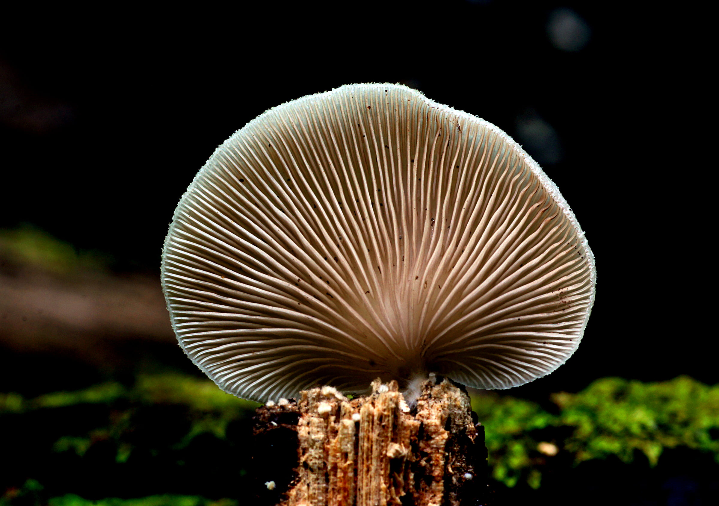 edible Mushroom, photos, D O, 1080P, photo, O F, close-up, crepidotus, forest, sea, white sea, agaric, toadstool, Crepidotus versutus, nature, mushroom, HD Wallpaper