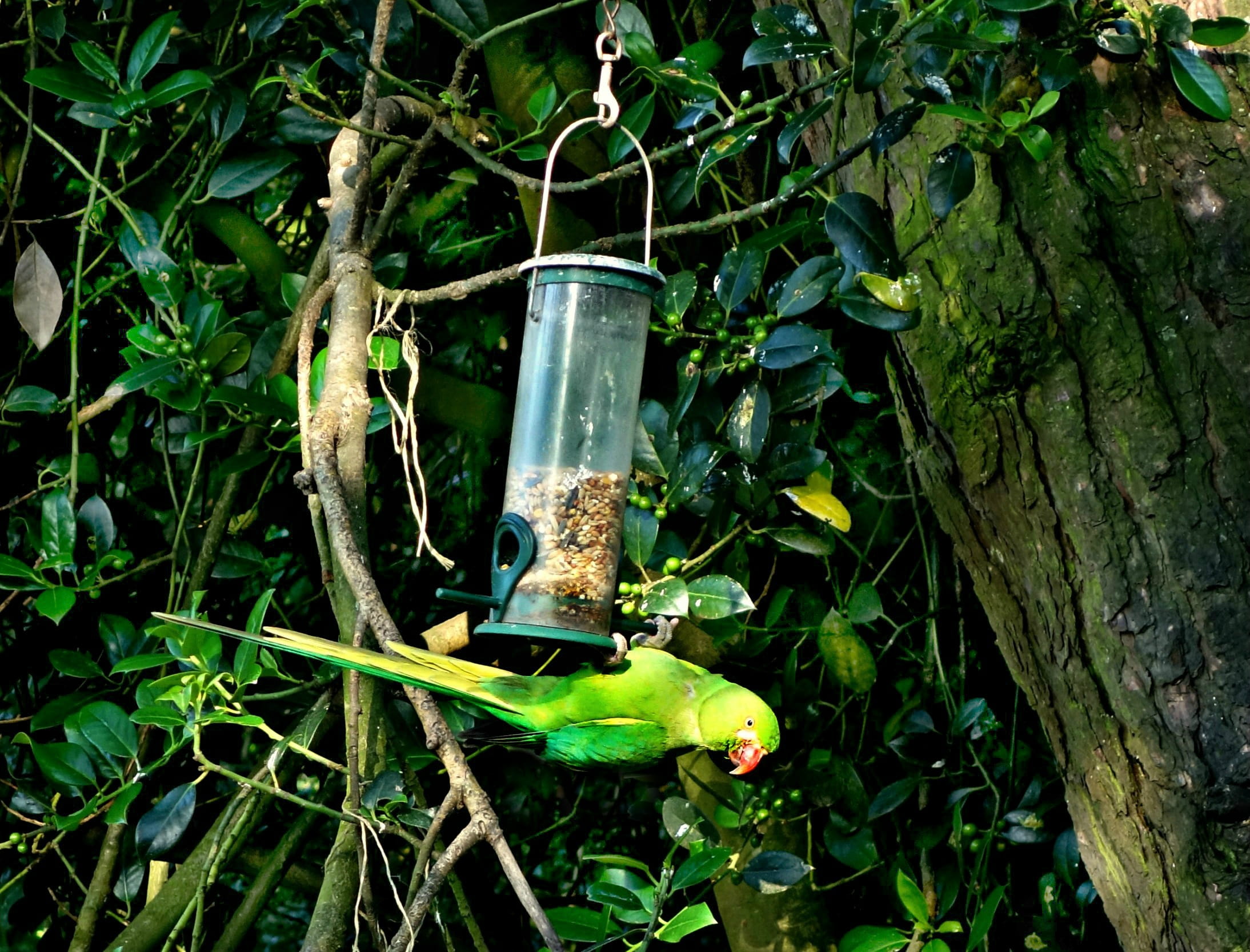 day, psittacula, trunk, vertebrate, tropical, amphibian, feeding, Rose-Ringed Parakeet, psittacidae, bird, animal themes, hanging, no people, outdoors, HD Wallpaper