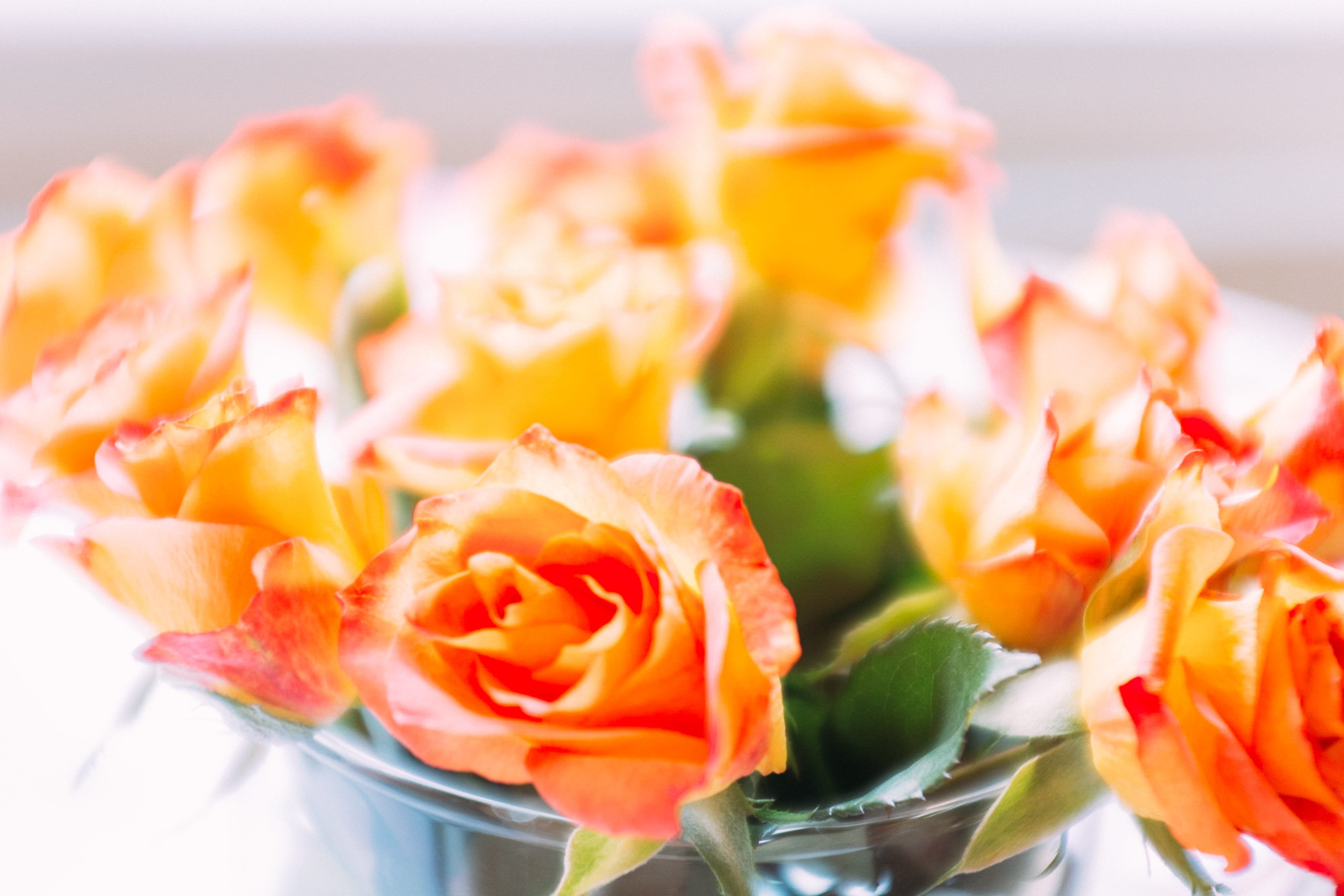 freshness, yellow, snack, flower head, nature, indoors, no People, flowering plant, bouquet, flower arrangement, plant, rose, beauty in nature, inflorescence, HD Wallpaper