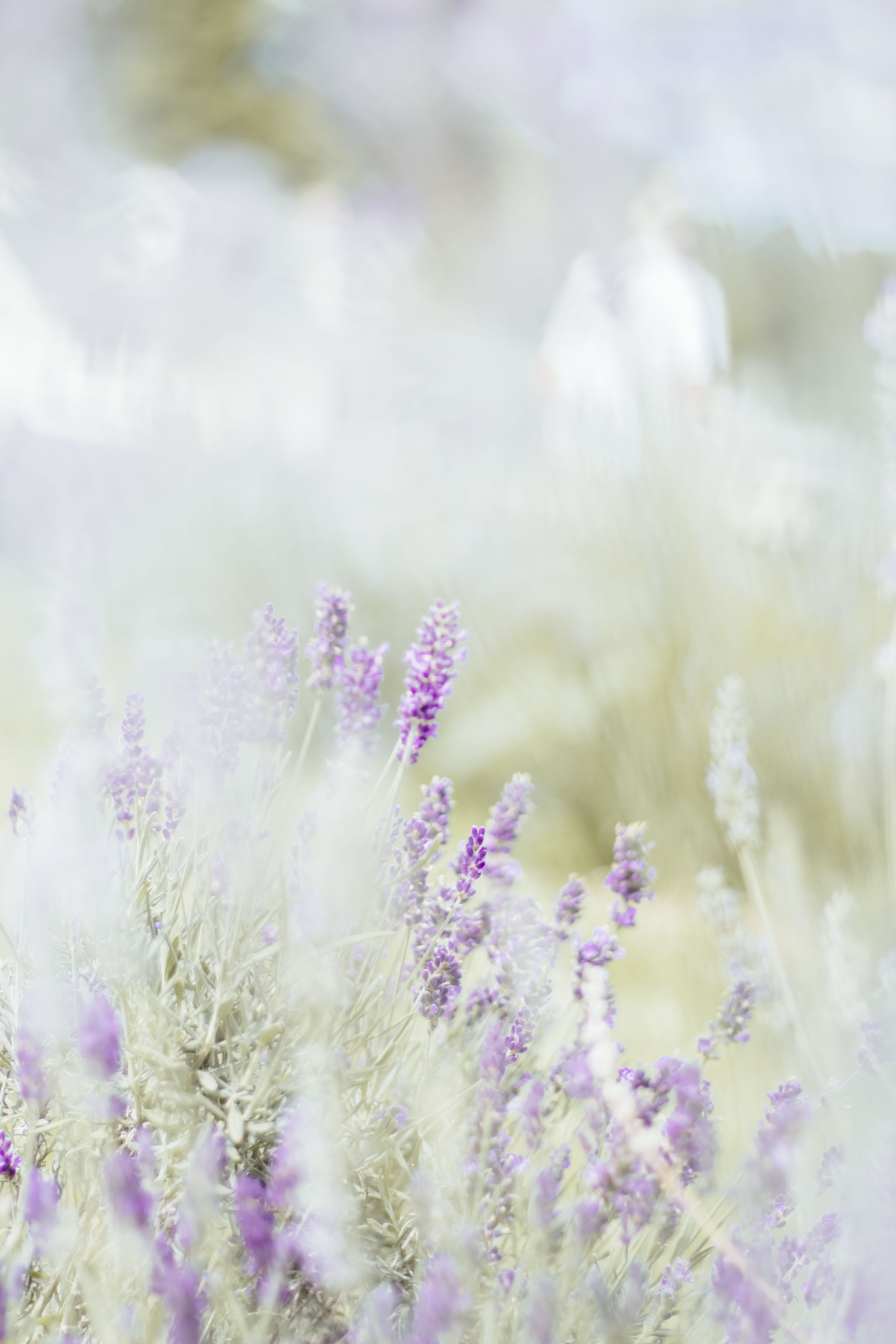 fragility, spring, close-up, tranquil scene, tranquility, lavender, growth, united states, plant, beauty in nature, purple, flower, land, wildflower, overexposed, Phone HD Wallpaper