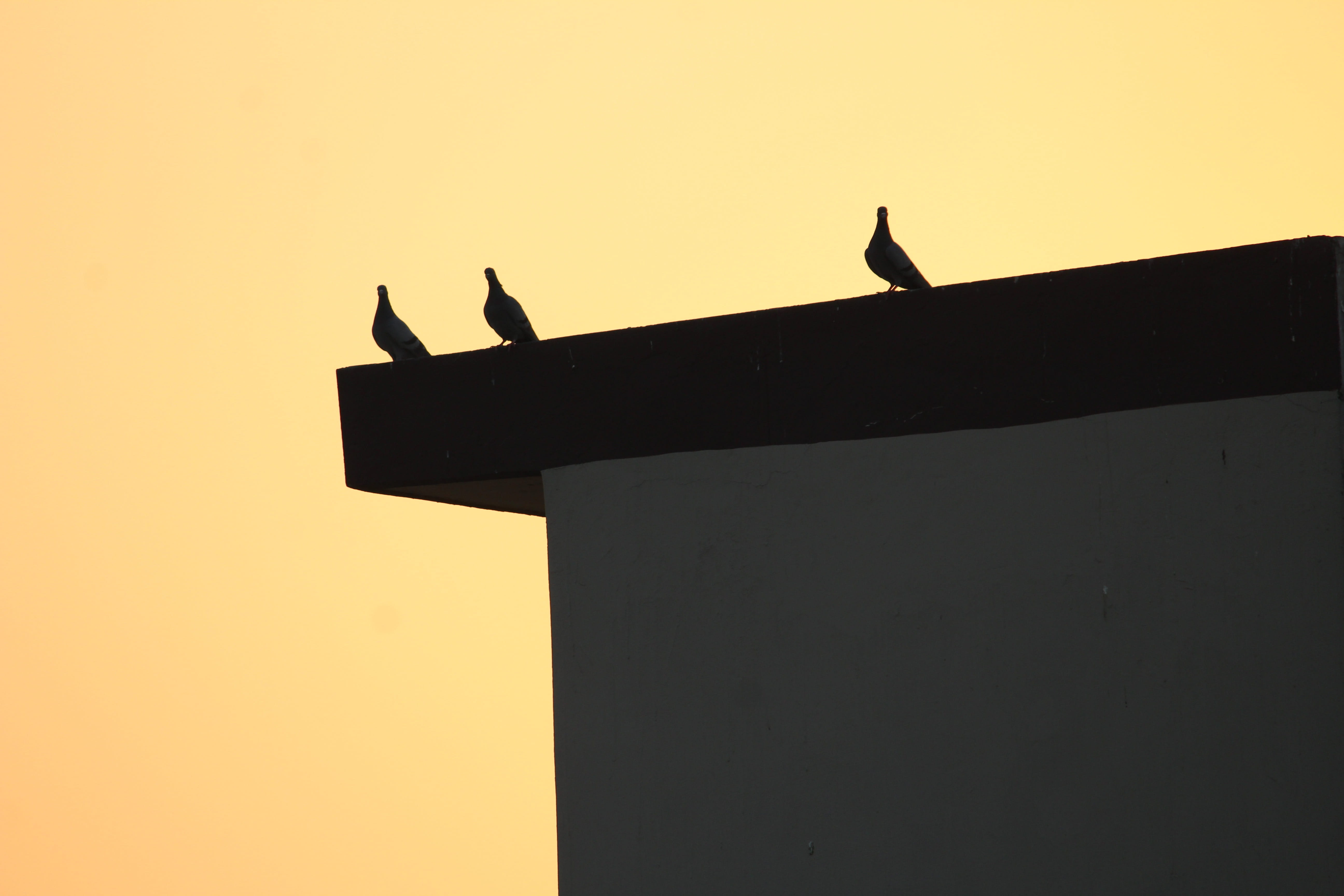 nature, clear sky, livia, one animal, orange color, building, pigeon, overexposed, low angle view, built structure, no people, silhouette, sunset, 5K, HD Wallpaper