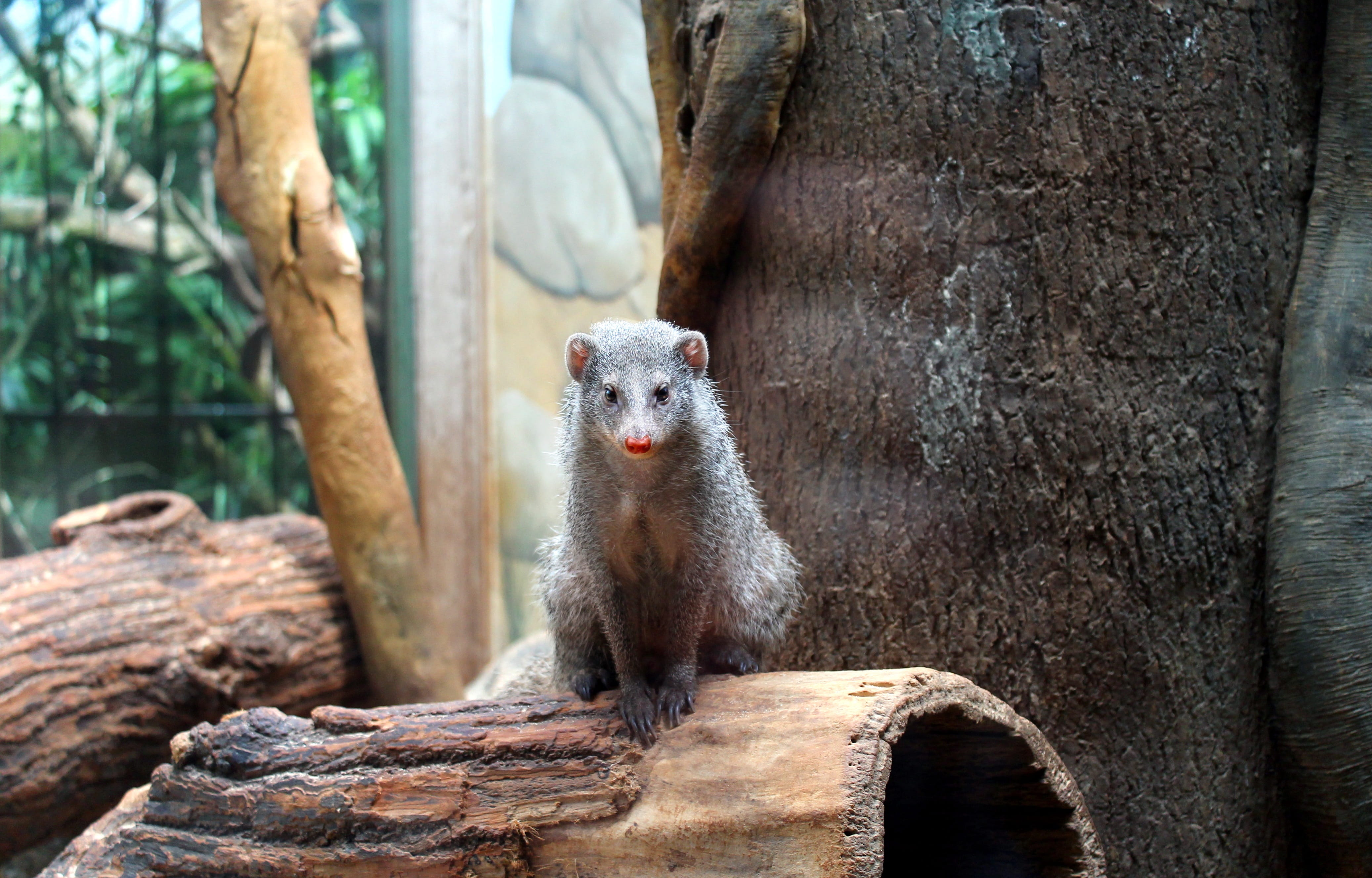 tree trunk, cute, vertebrate, wildlife, nyc, animal, focus on foreground, one animal, animal wildlife, mammal, primate, tree, herpestidae, plant, looking at camera, HD Wallpaper