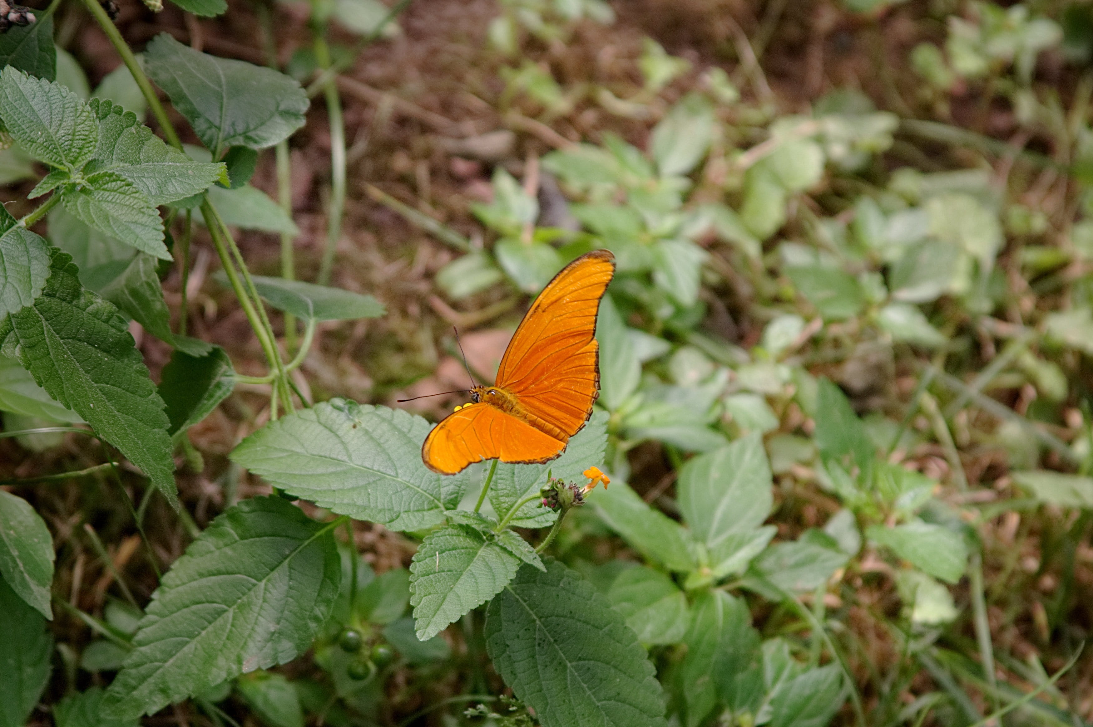 green color, outdoors, animal, growth, day, nature, focus on foreground, flower head, no people, york, butterfly - insect, plant, wildlife, outdoor, beauty in nature, HD Wallpaper