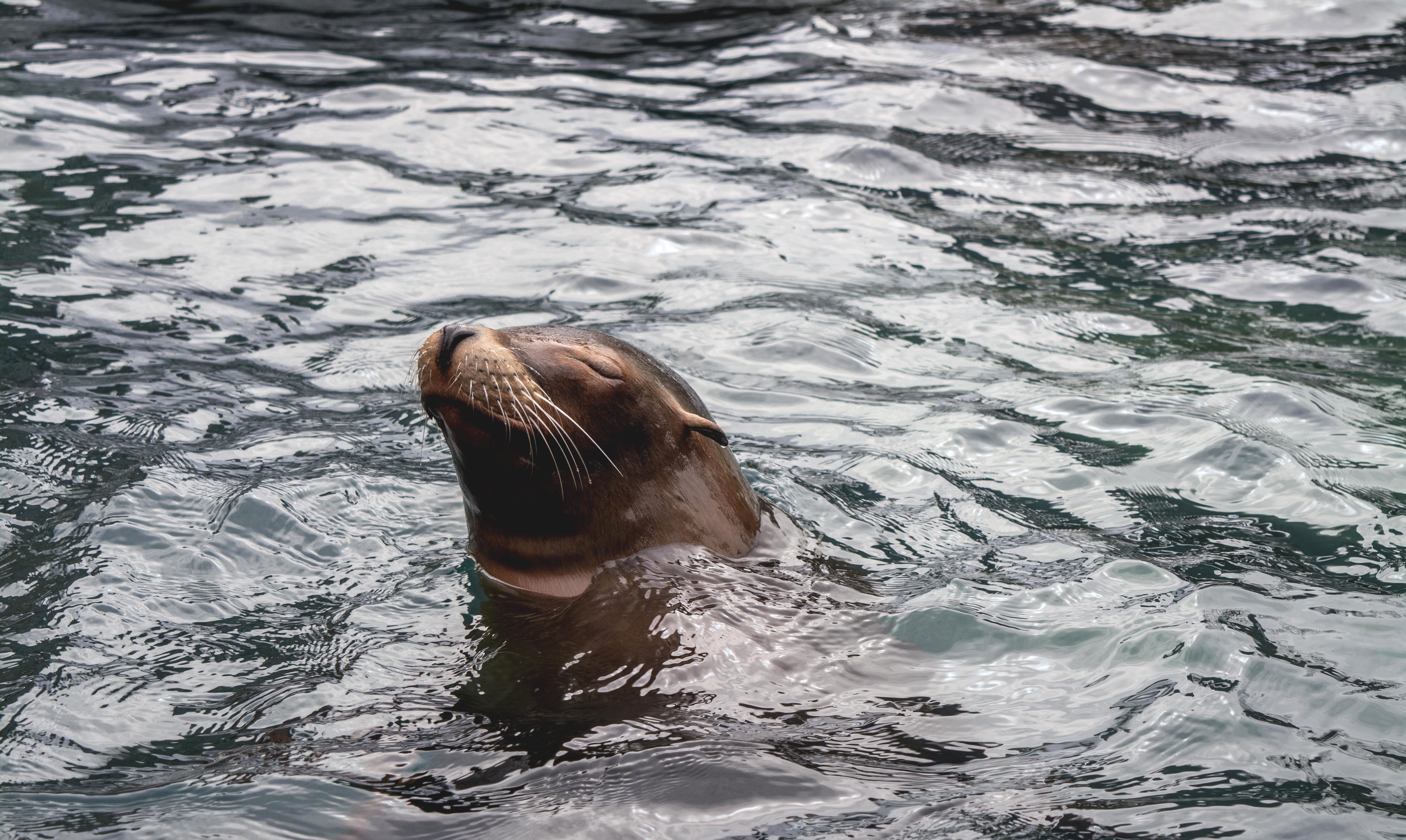 new york, sports, sea, aquatic mammal, no people, high angle view, swimming, nature, usa, animal head, day, seal - animal, mouth open, underwater, one animal, HD Wallpaper