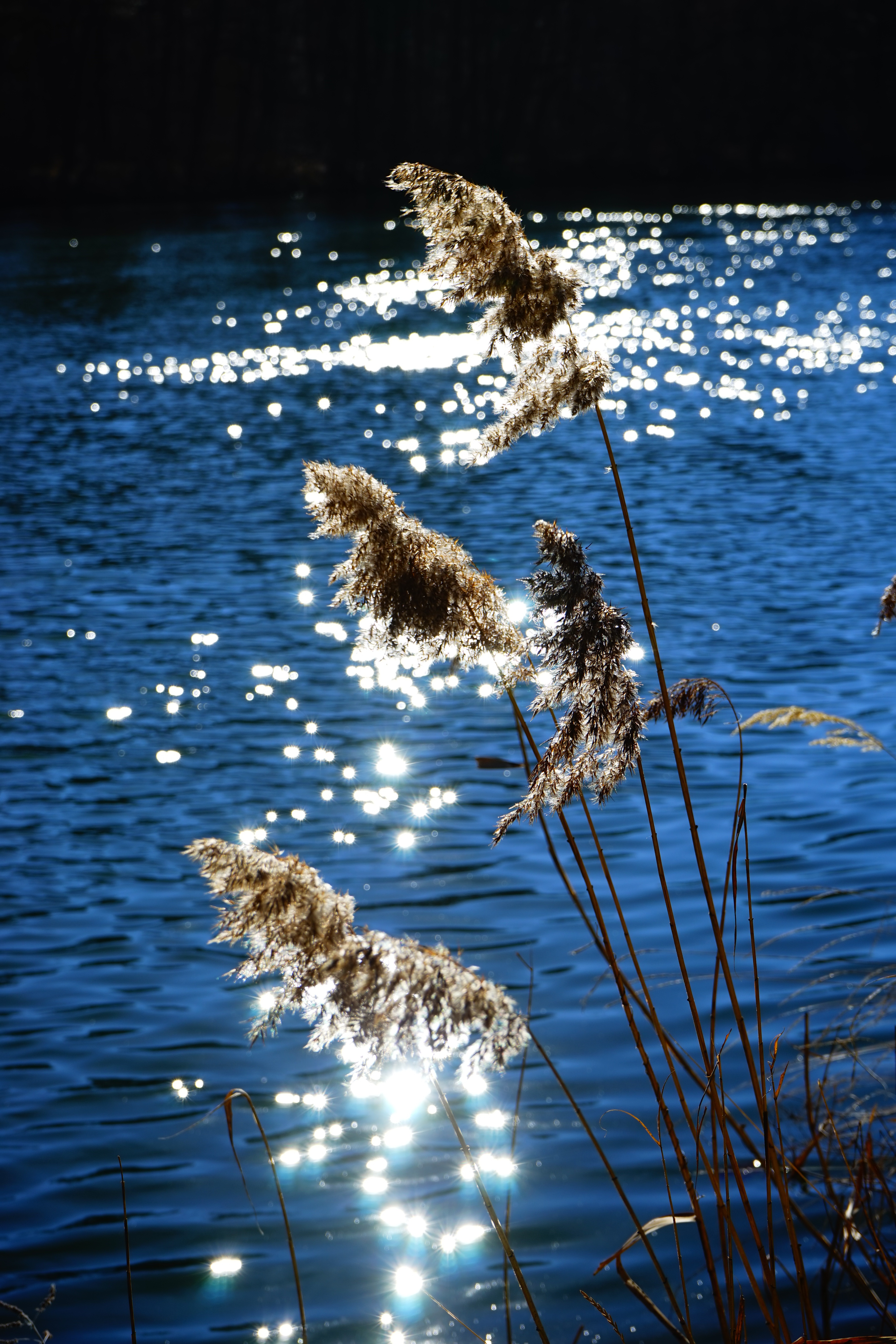 bird, animal wildlife, no people, 5K, brown, phragmites australis, group of animals, licorice, beauty in nature, leafed, river, sunlight, animal themes, Phone HD Wallpaper