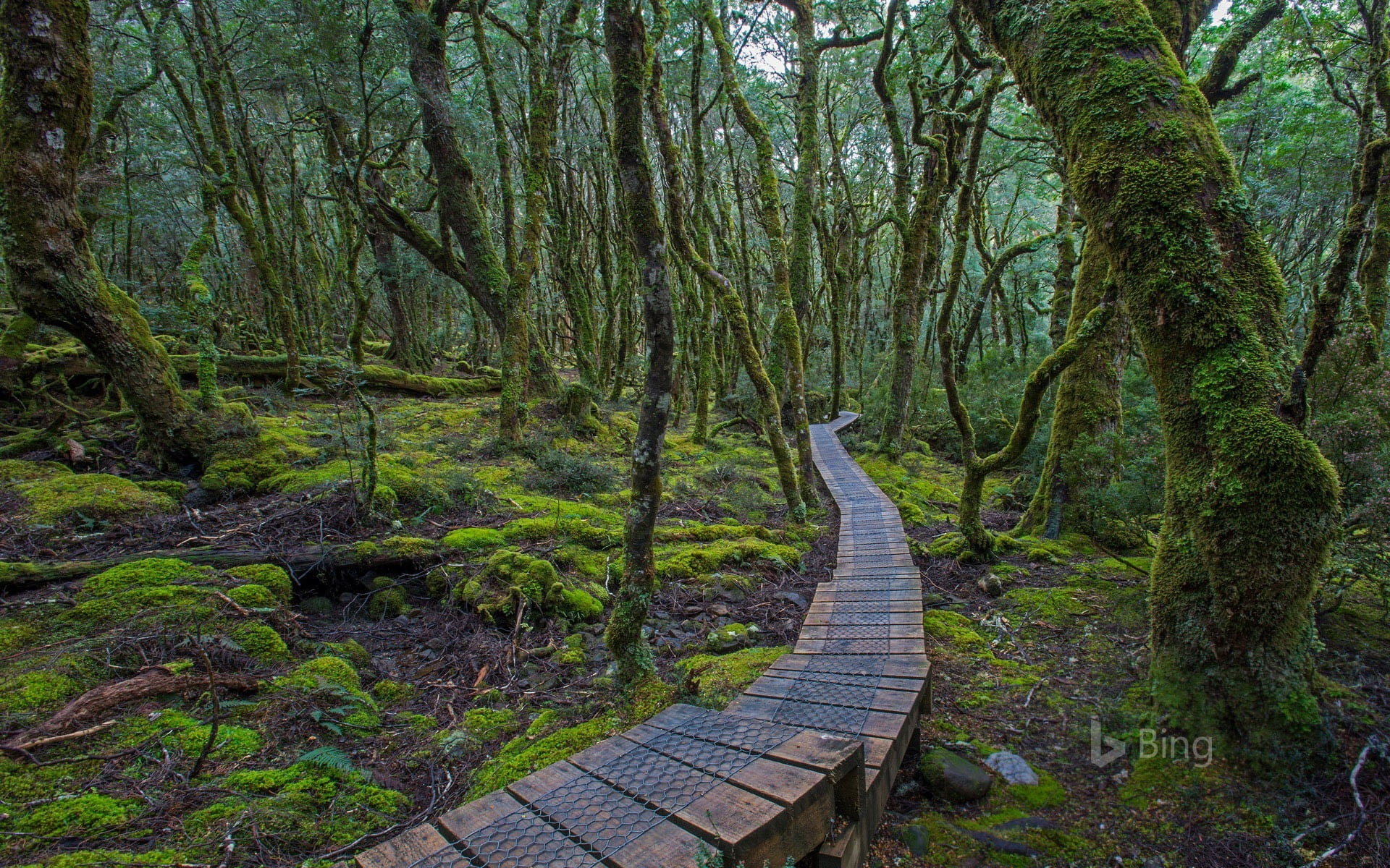 tree, boardwalk, wood, footpath, tranquility, no people, tasmanie, nature, australie, day, tranquil scene, growth, wood - material, forest, green color, HD Wallpaper