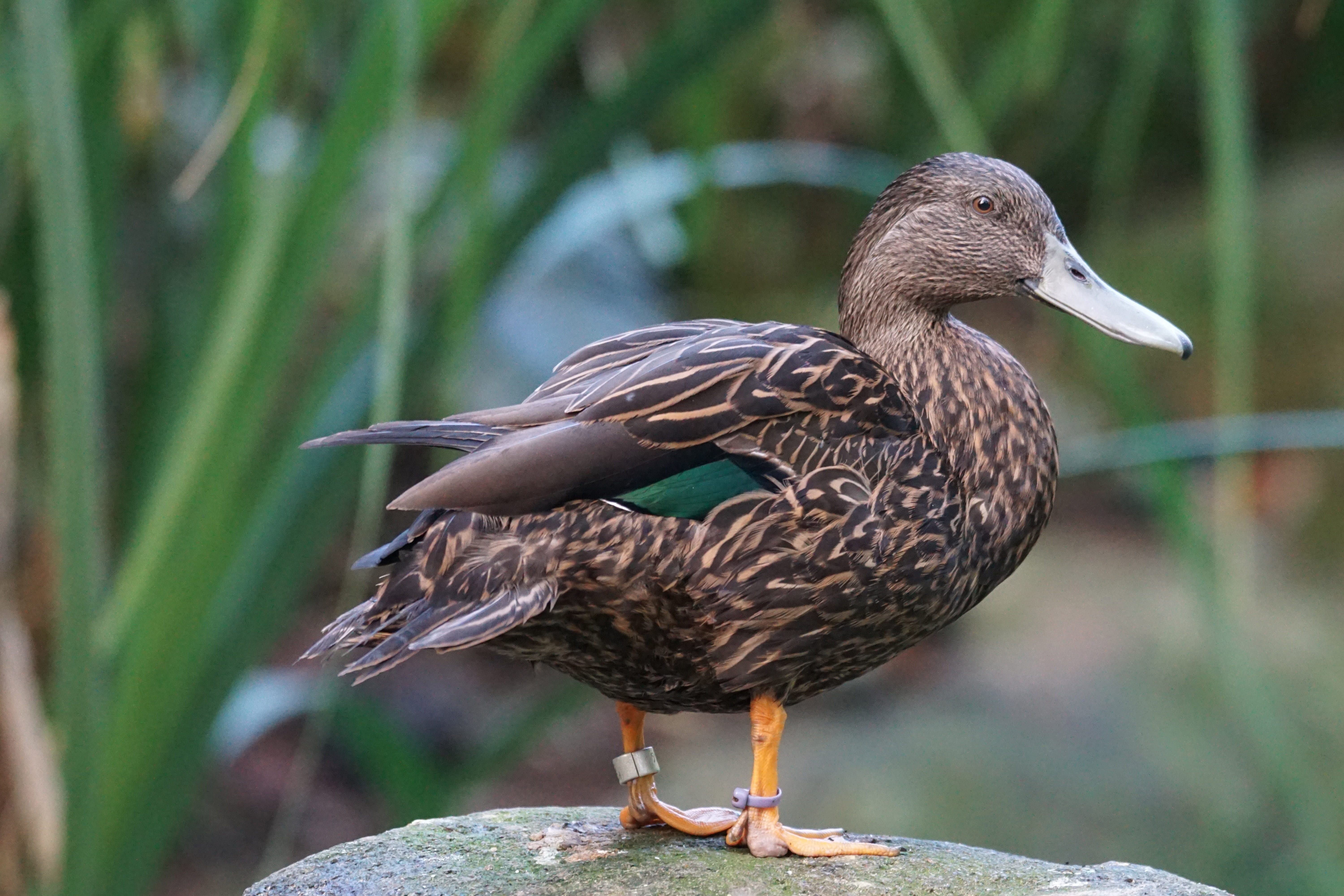 mallard duck, no people, beak, outdoors, oxyura-australis, animal wildlife, animal themes, duck, close-up, focus on foreground, vertebrate, one animal, HD Wallpaper