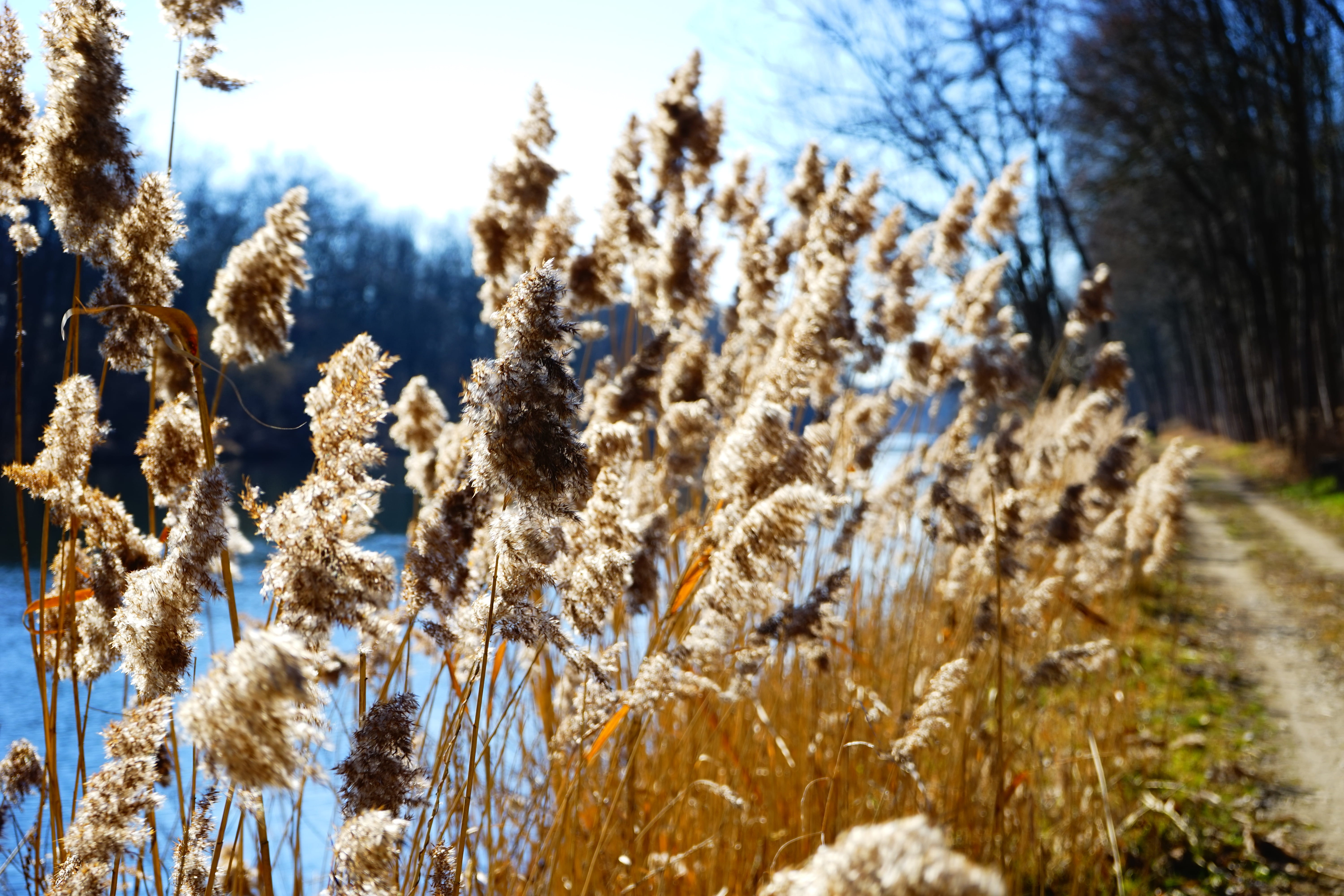 plant, close-up, phragmites communis trin, beauty in nature, sunlight, cold temperature, outdoors, environment, field, poaceae, phragmites australis, tranquil scene, HD Wallpaper