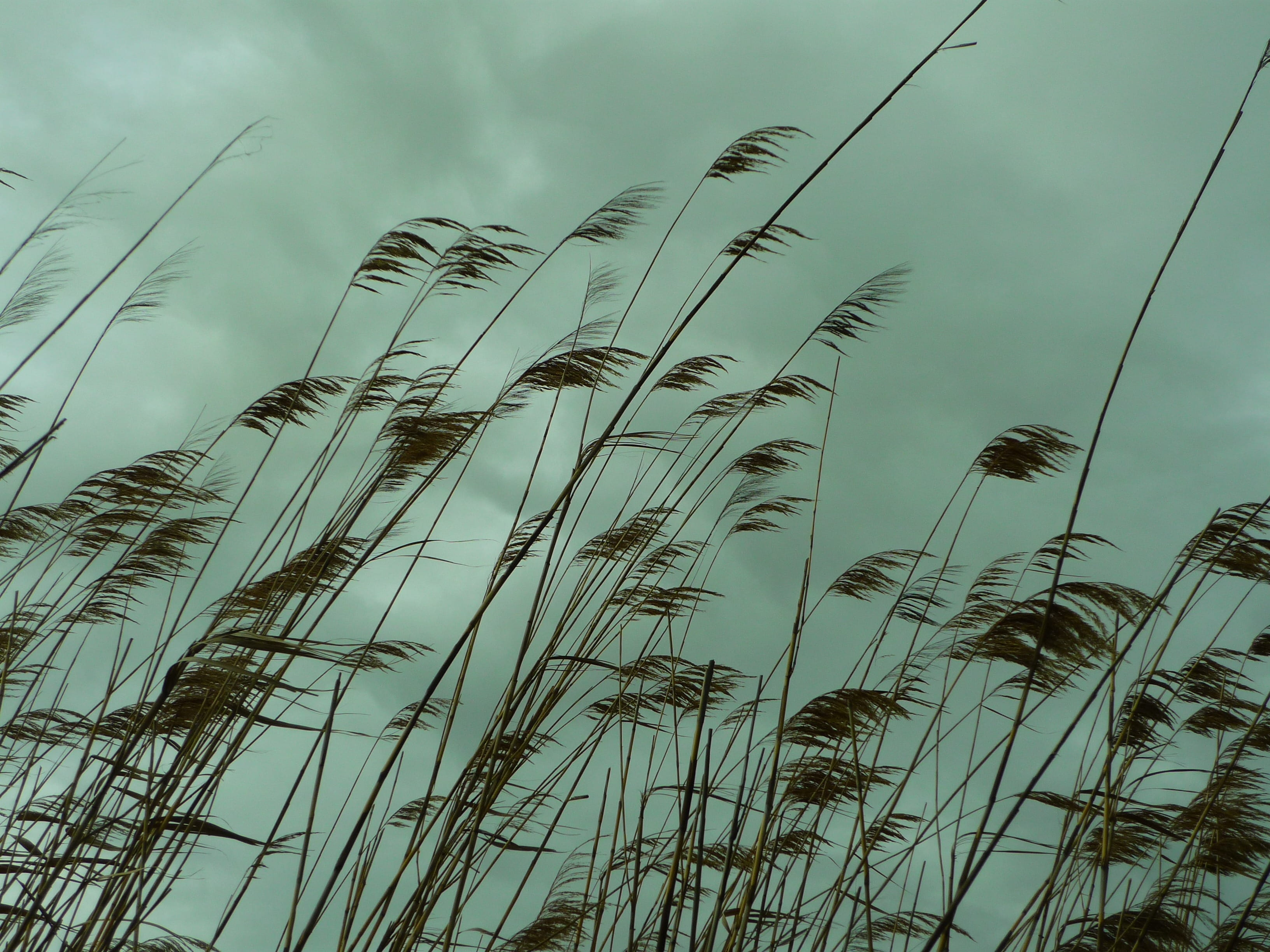 outdoors, land, crop, beauty in nature, no people, wetland, field, Long, cereal plant, 2K, plants, carrizal, grass, high, Carrizo, cloud - sky, tranquil scene, HD Wallpaper