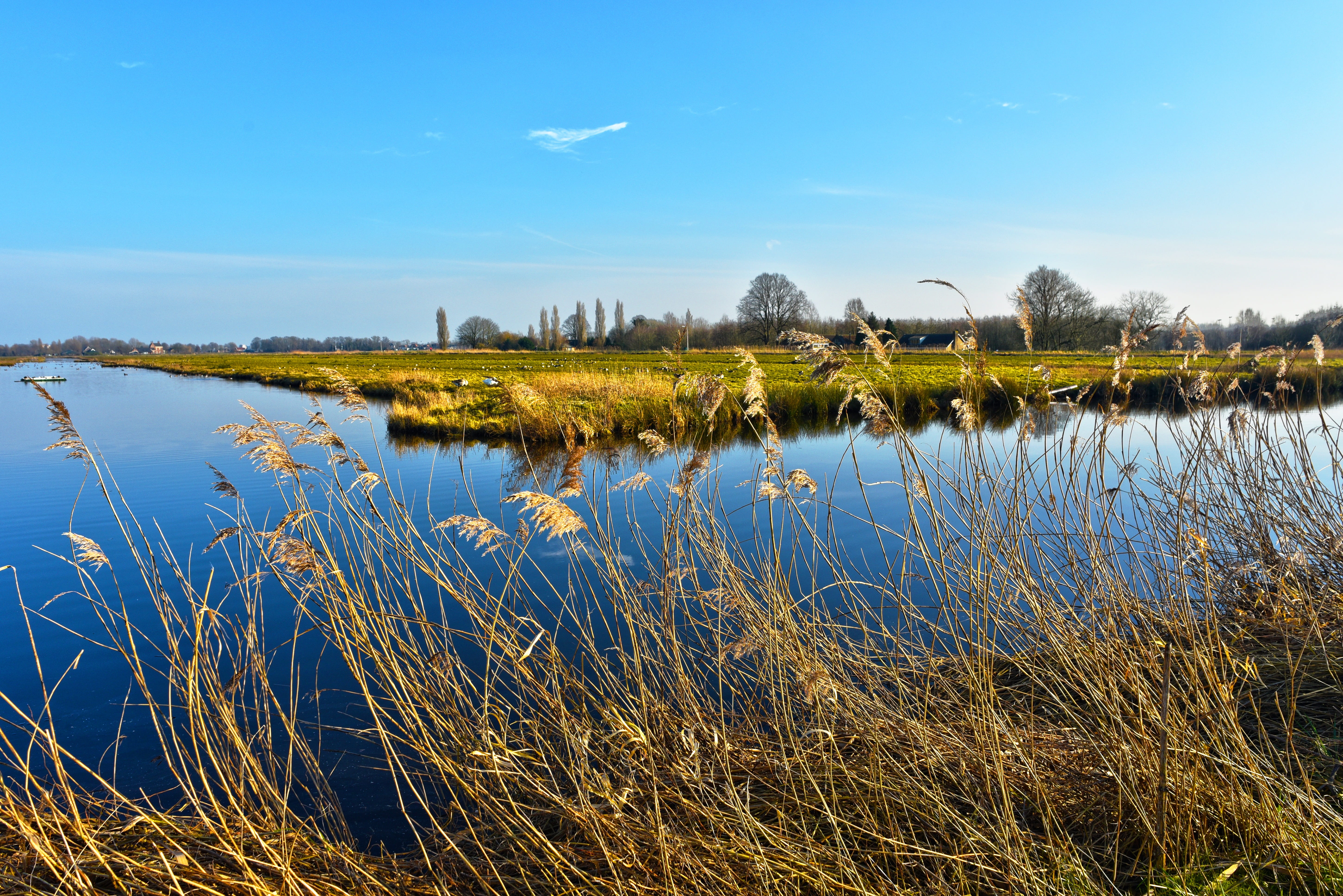 see head, tree, reflection, growth, scenics - nature, vegetation, polder, nature, field, swamp, grass, sky, waterway, reed - grass family, holland, middelpolder, HD Wallpaper