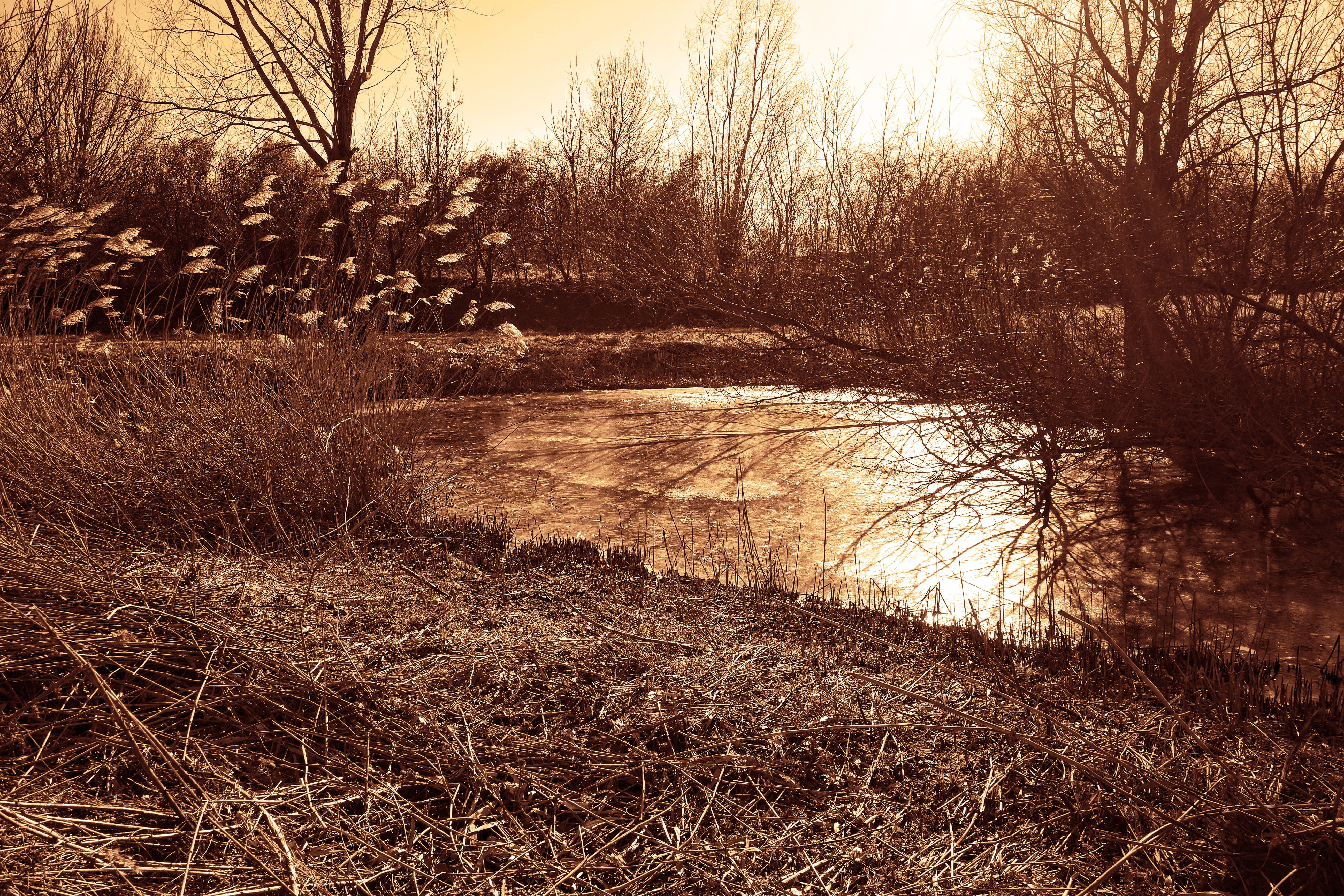 bare, day, tranquil scene, field, non-urban scene, fragmites australis, vegetation, sky, 5K, winter, ice, bare tree, landscape, water, outdoors, plant, HD Wallpaper