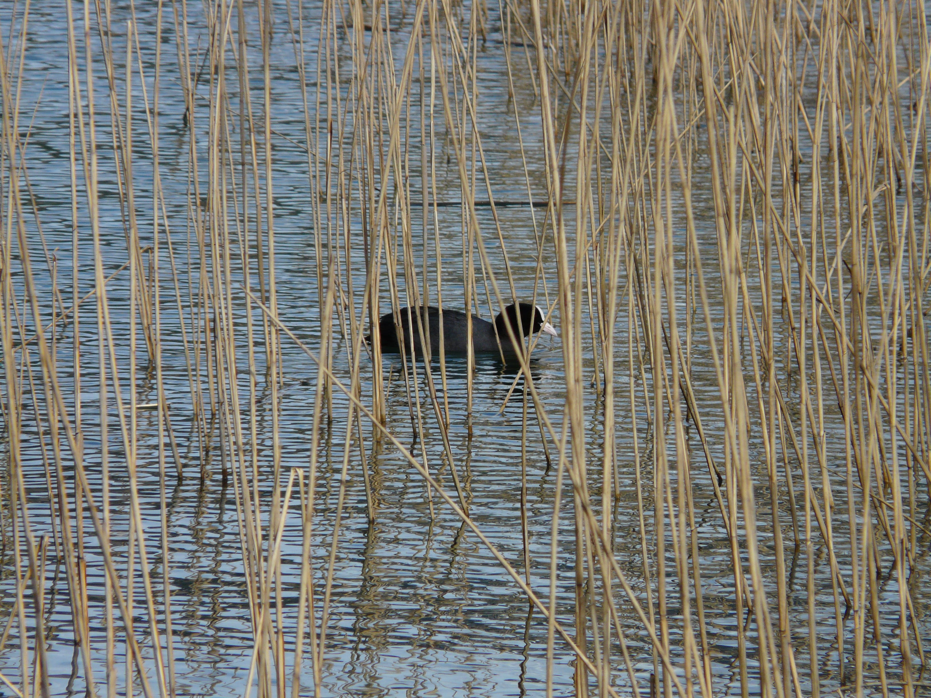 Coot, outdoors, tranquility, plant, vertebrate, phragmites communis, animal, high angle view, one animal, day, Pond, water, no people, Water, animal wildlife, HD Wallpaper