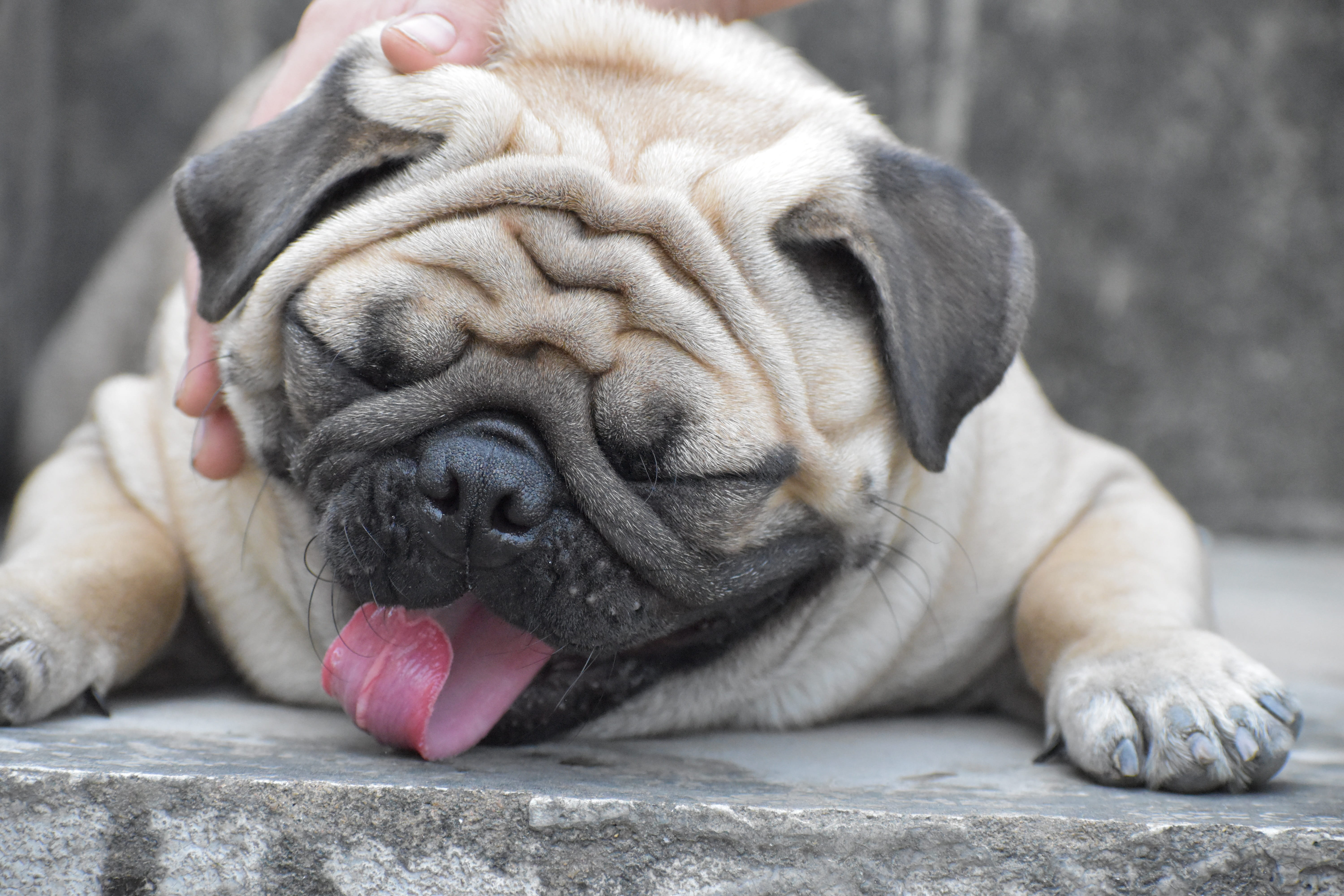 domestic animals, concrete, pavement, one animal, no people, animal body part, sleeping, dog, focus on foreground, lying, canine, domestic, 5K, grey, close-up, HD Wallpaper