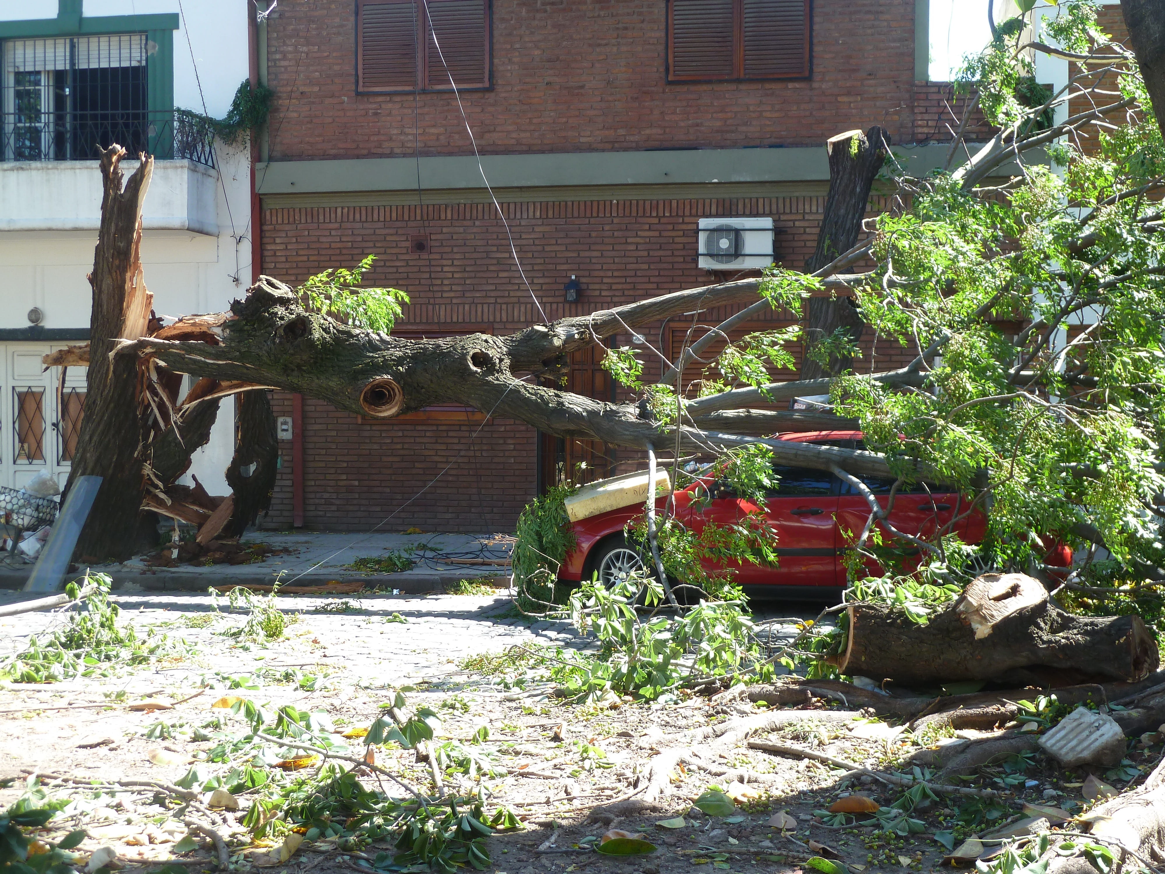 residential district, tree, twister, outdoors, front or back yard, plant, ruined, run-down, obsolete, winds, nature, growth, building, damaged, architecture, HD Wallpaper