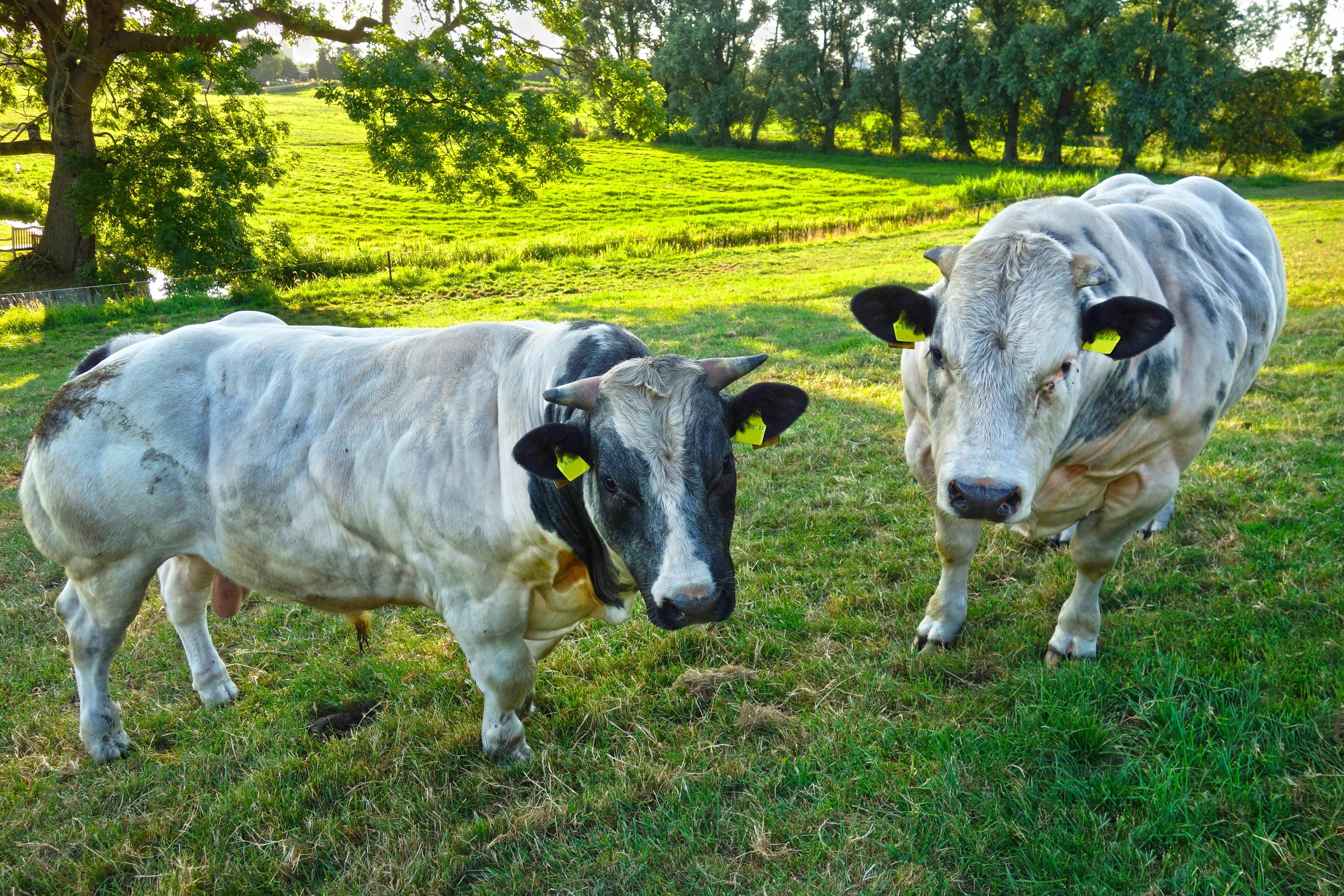 5K, meadow, cattle, misshapen, field, plant, group of animals, nature, animal, no people, mutation, freak, pets, bull, livestock, breeding, grass, animal themes, HD Wallpaper