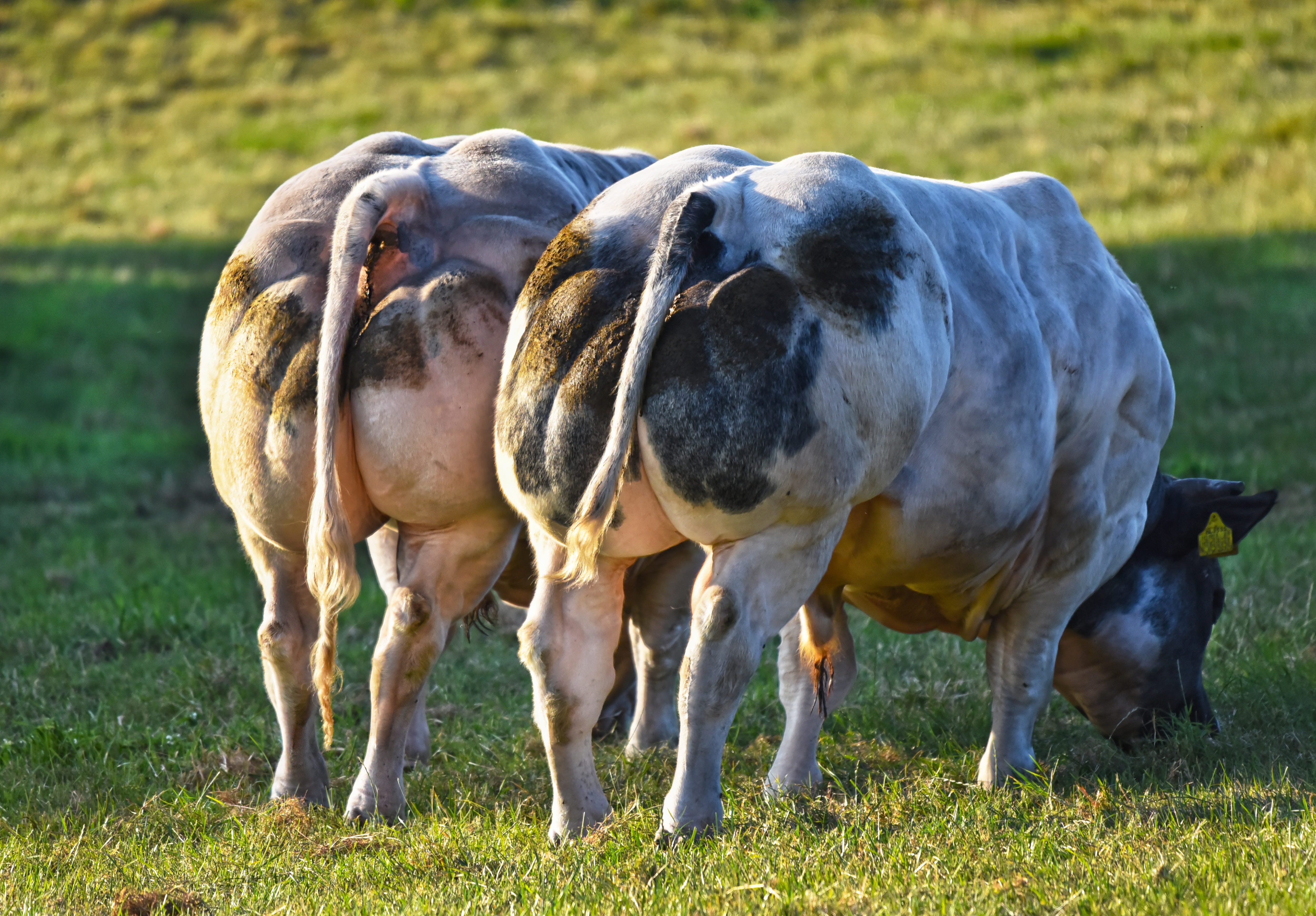 outdoors, no people, nature, land, day, bull, animal, animal wildlife, grass, agriculture, domestic animals, mammal, freak, pets, breeding, 4K, pasture, HD Wallpaper