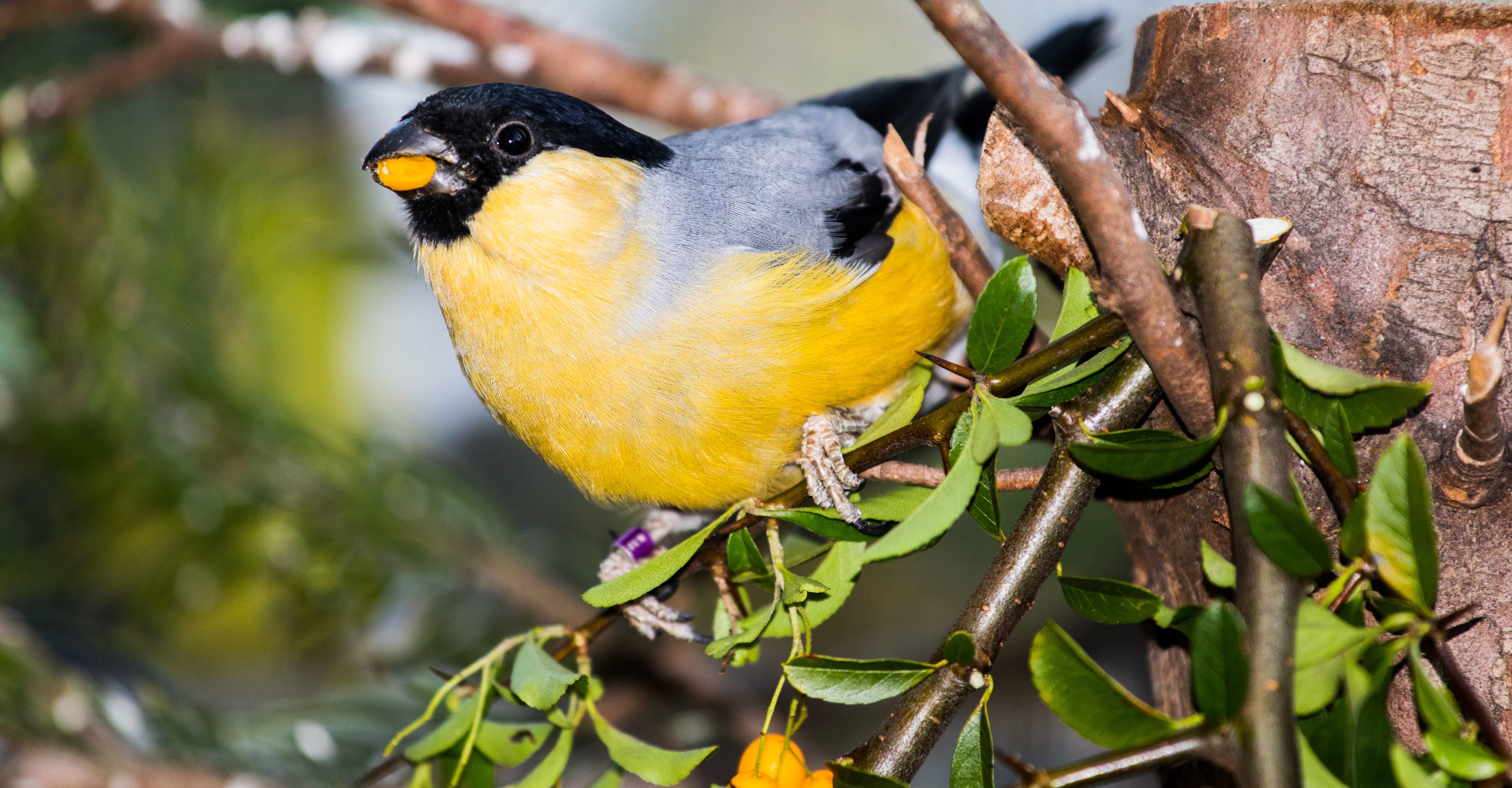 nature, feather, bullfinch, finch, male, beak, day, family, animal, parrot, perching, branch, pyrrhula, tree, gimpel, bird, songbird, vertebrate, focus on foreground, HD Wallpaper
