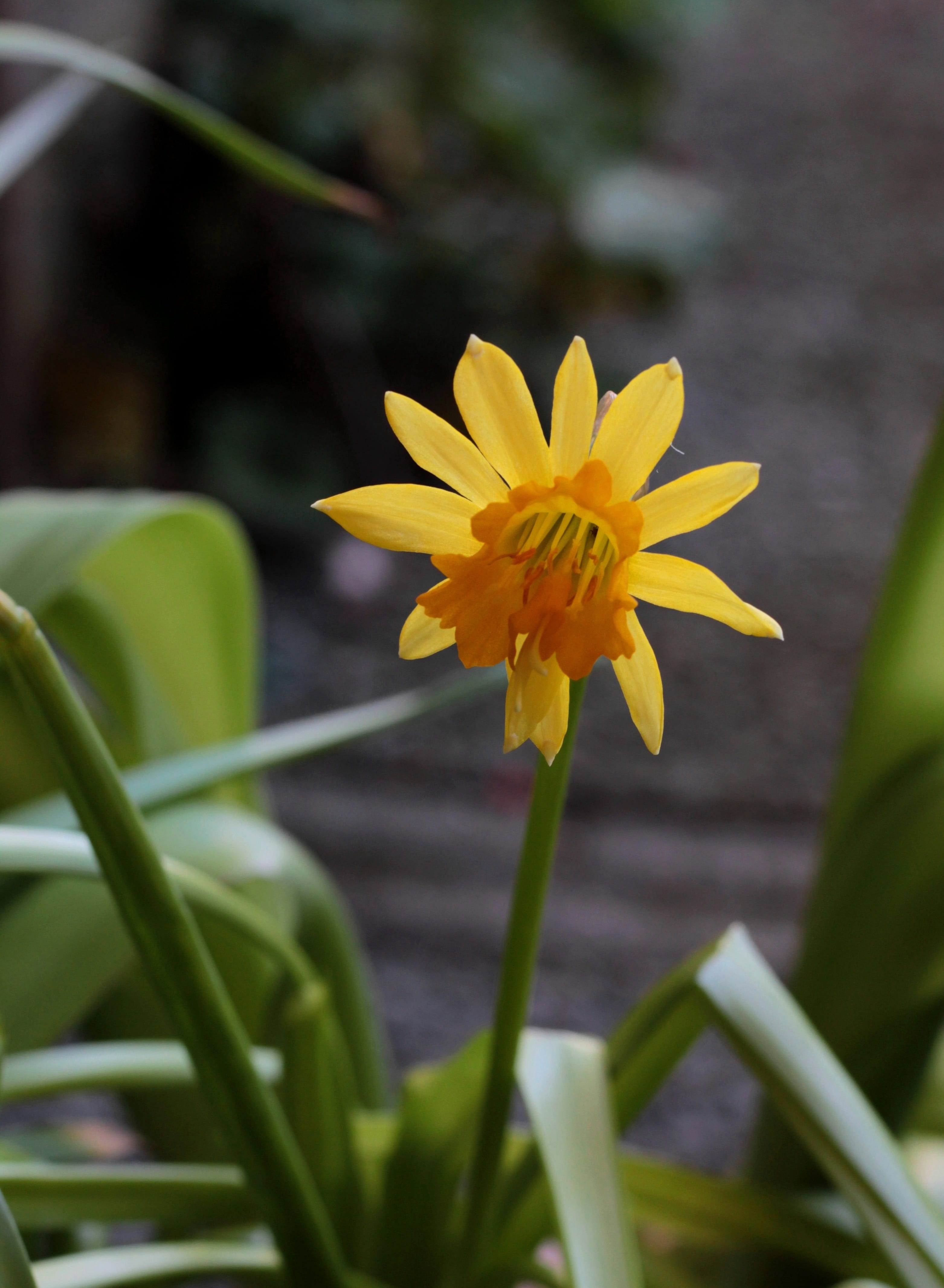 flower, garden, 4K, flowering plant, nature, stamens, leaf, growth, focus on foreground, plant part, inflorescence, no people, close-up, narcis, beauty in nature, Phone HD Wallpaper