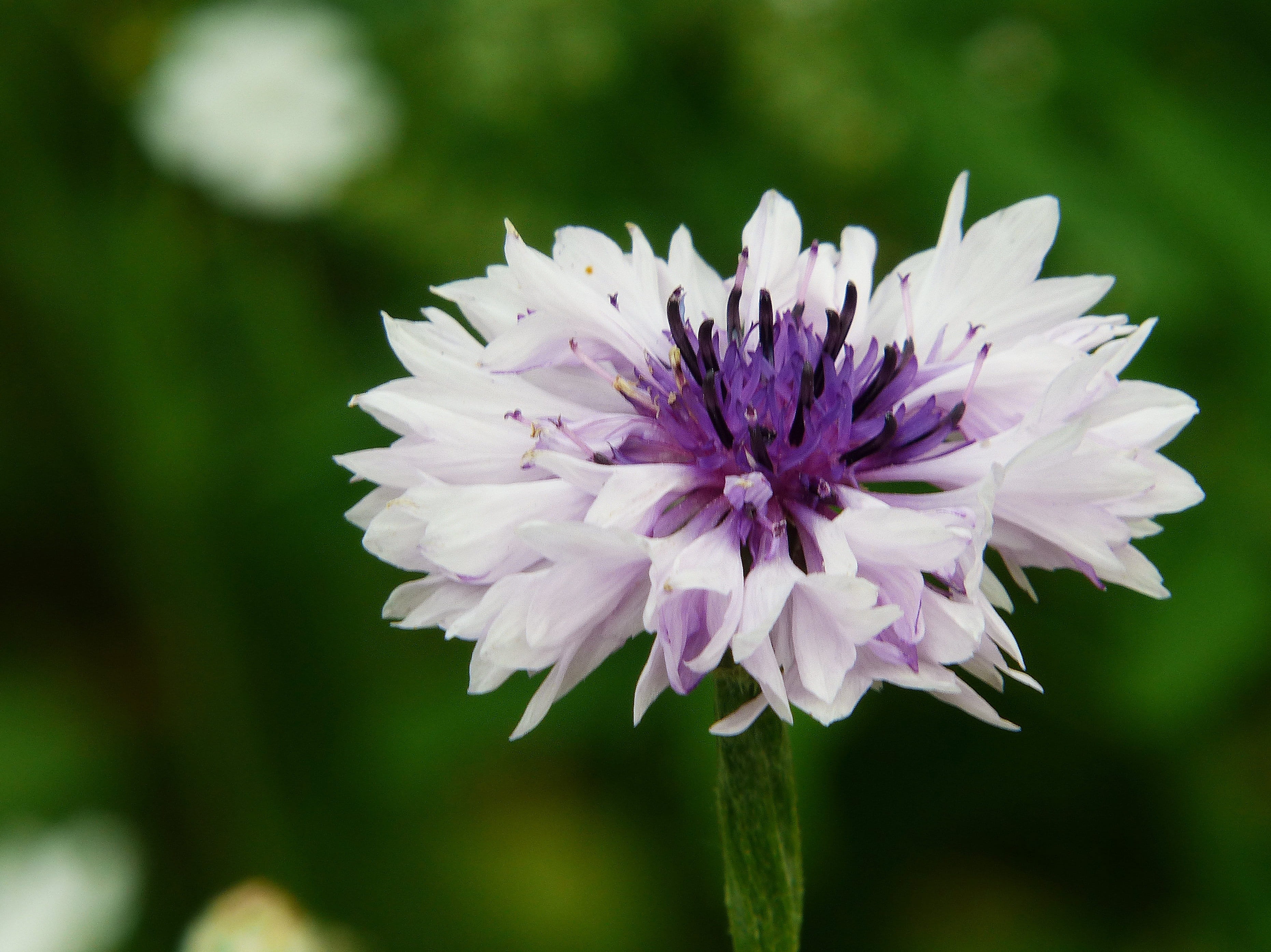 Meadow, flowering plant, plant, colorful, petal, fragility, freshness, flower meadow, Flower, vulnerability, focus on foreground, inflorescence, wild flowers, HD Wallpaper