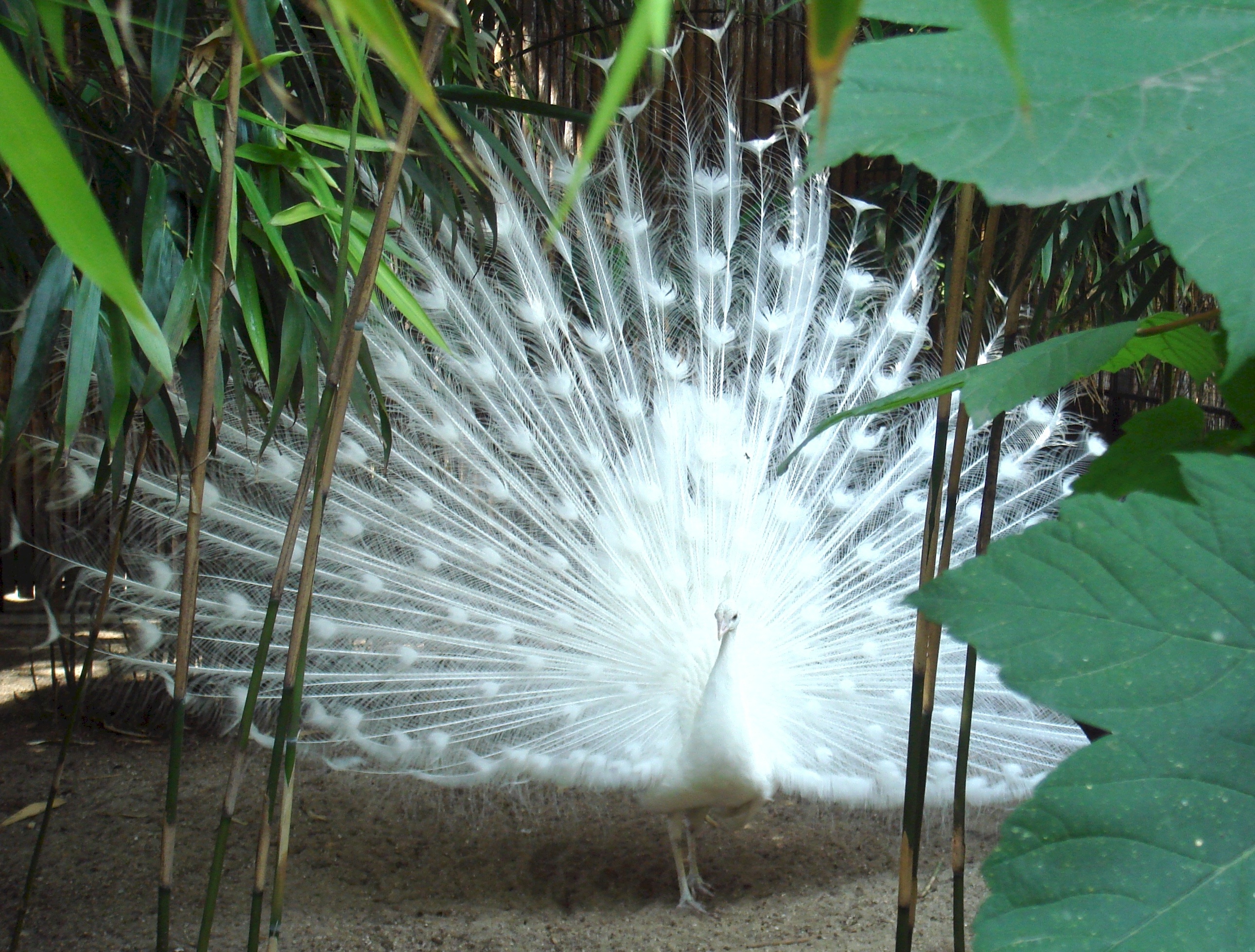 animal wildlife, vibrant, peafowl, unusual, plume, elegance, feather, 2K, white color, animal, wildlife, bird, animal themes, leaf, peacock, white, nature, HD Wallpaper