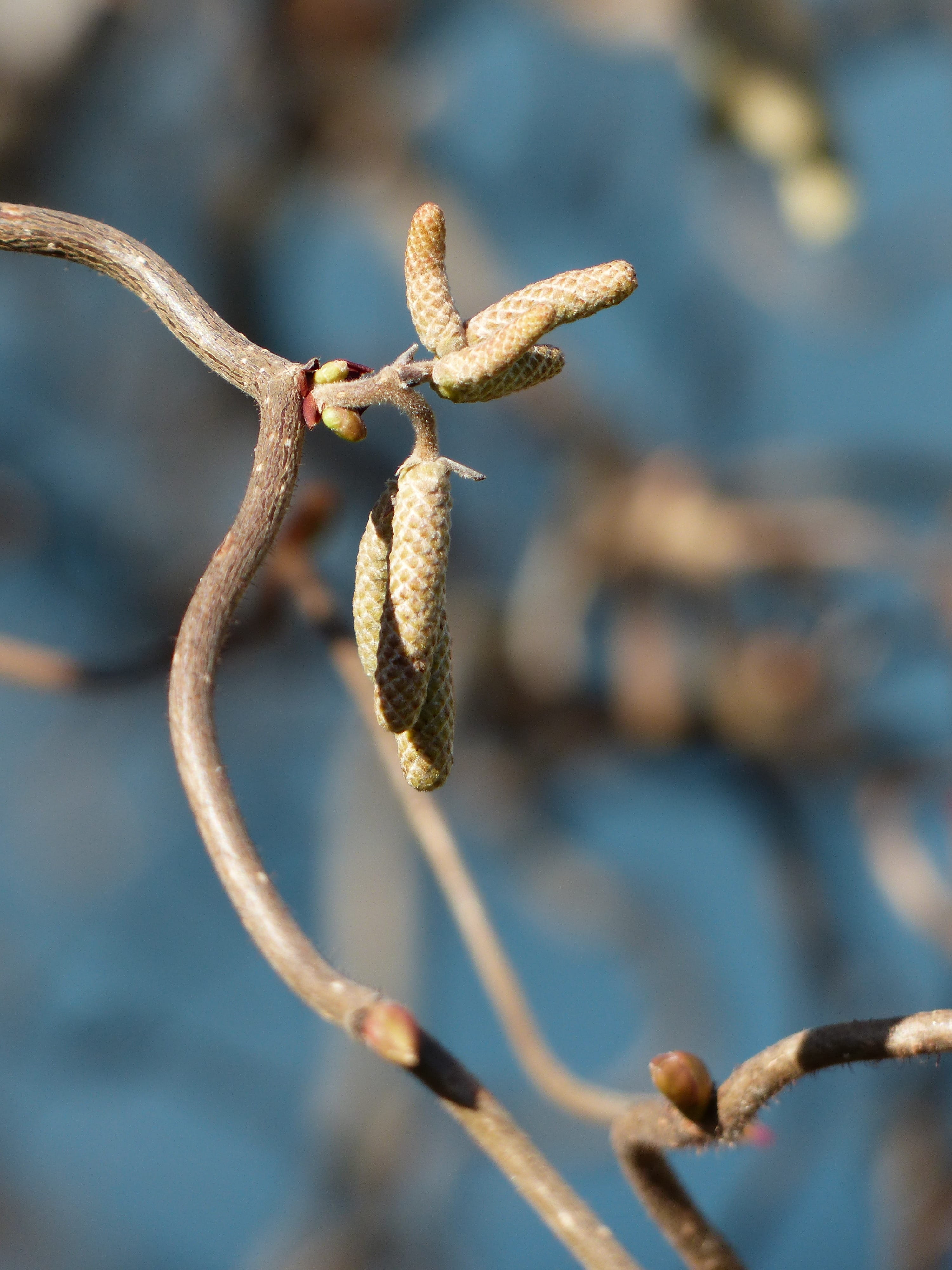 corkscrew hazel, Hazel, Avellana, growth, sausage, nature, pussy willow, bud, beauty in nature, fragility, flowering plant, inflorescence, betulaceae, plant, Phone HD Wallpaper