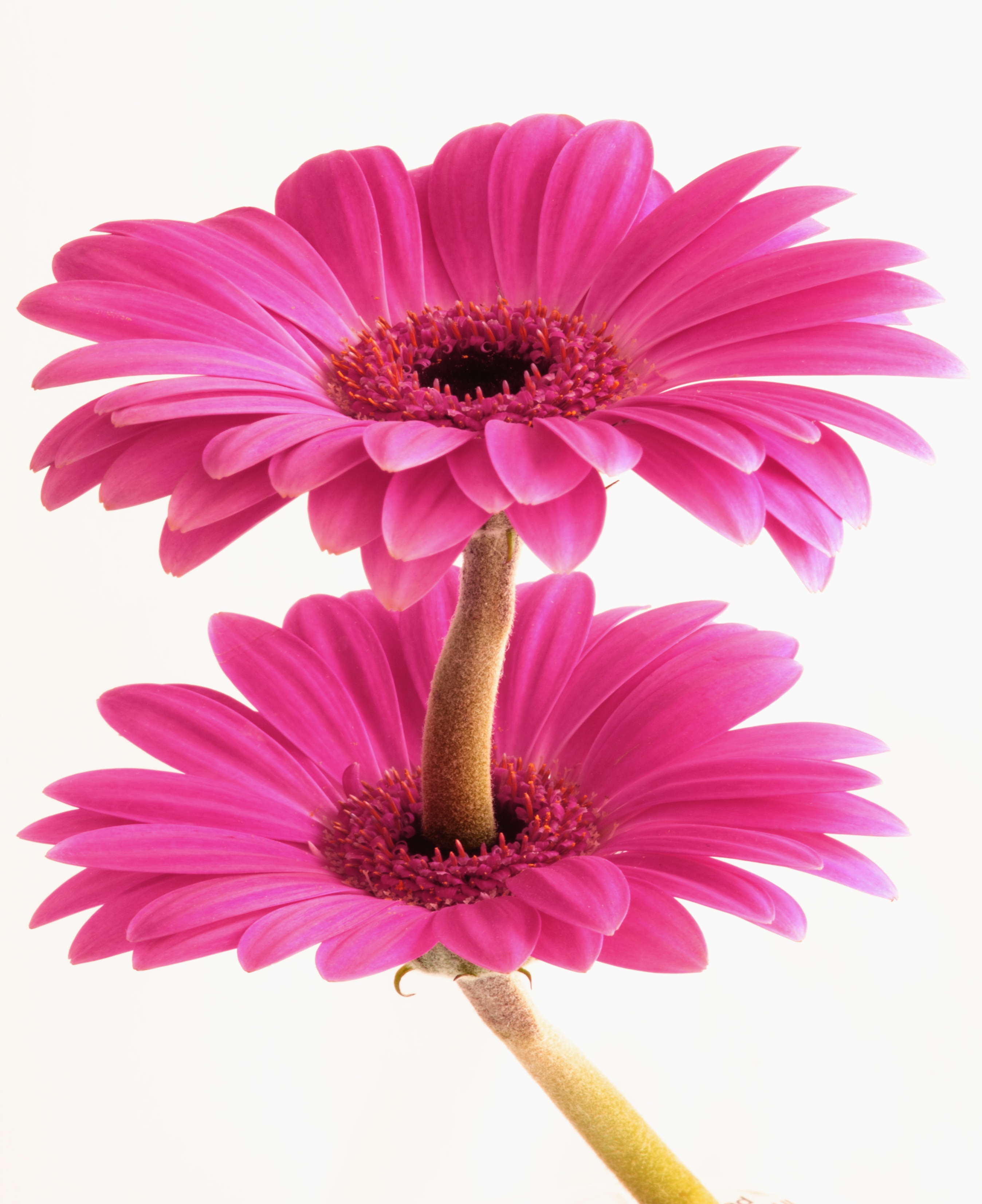 nature, pink color, studio shot, pink, colourful, blossom, daisy, two, blooming, freshness, flower head, floral, growth, gardening, bloom, flora, 2K, fresh, Phone HD Wallpaper