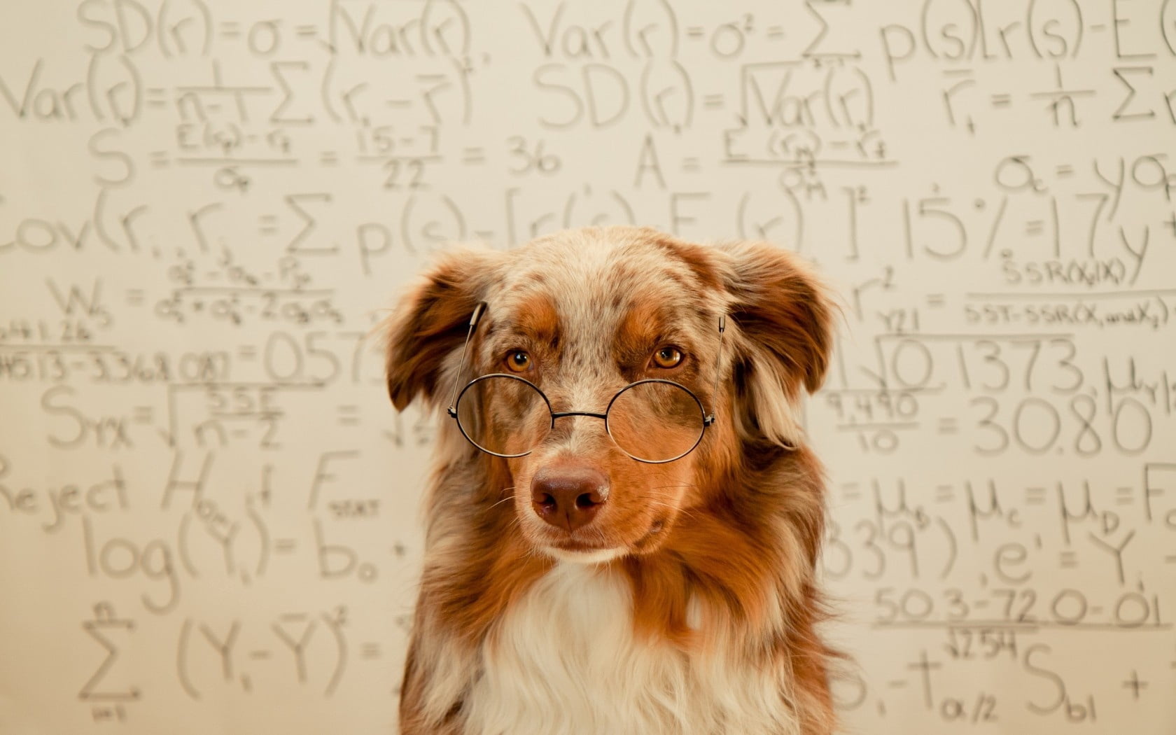 mammal, pets, glasses, indoors, one animal, formula, looking at camera, domestic animals, background, front view, merle, education, border, canine, mathematics, HD Wallpaper