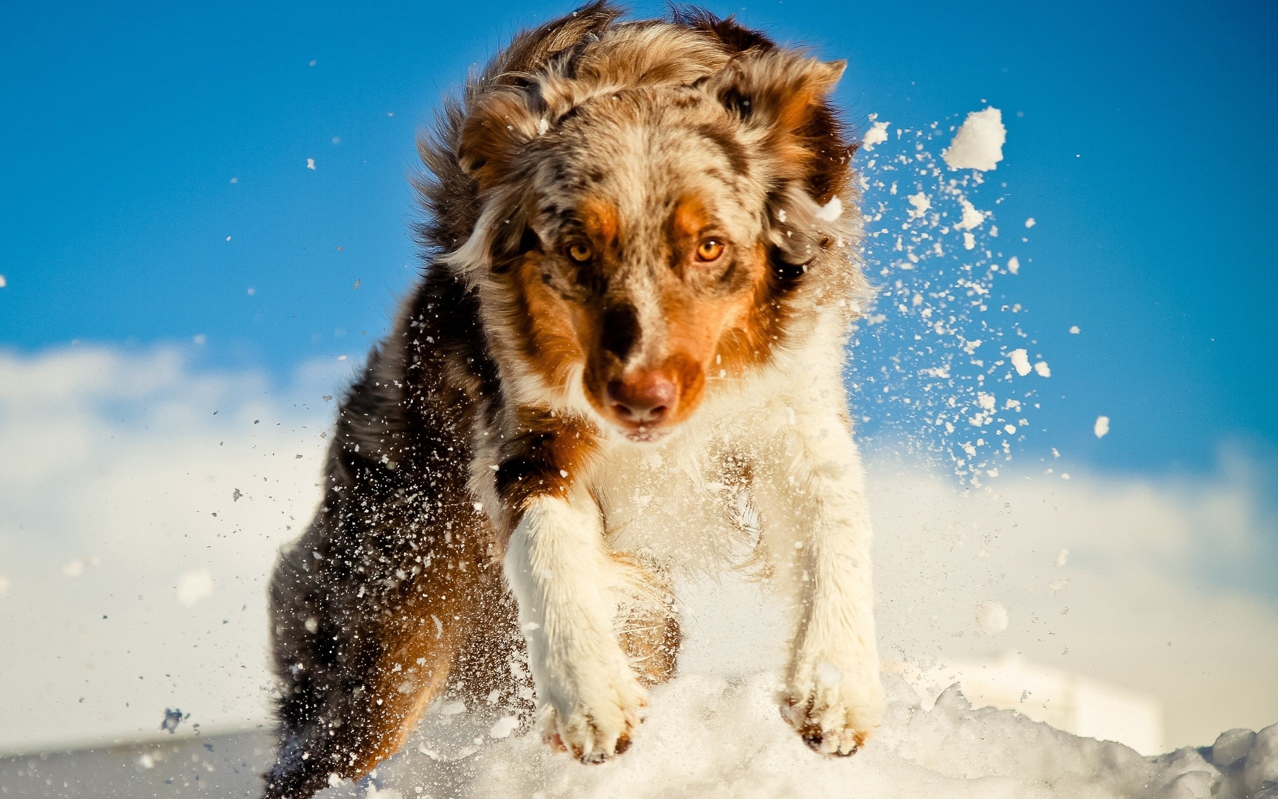 canine, motion, run, mammal, fun, cold temperature, white, animal, dogs, blue background, one Animal, purebred Dog, snow, pets, red, jump, merle, outdoors, HD Wallpaper