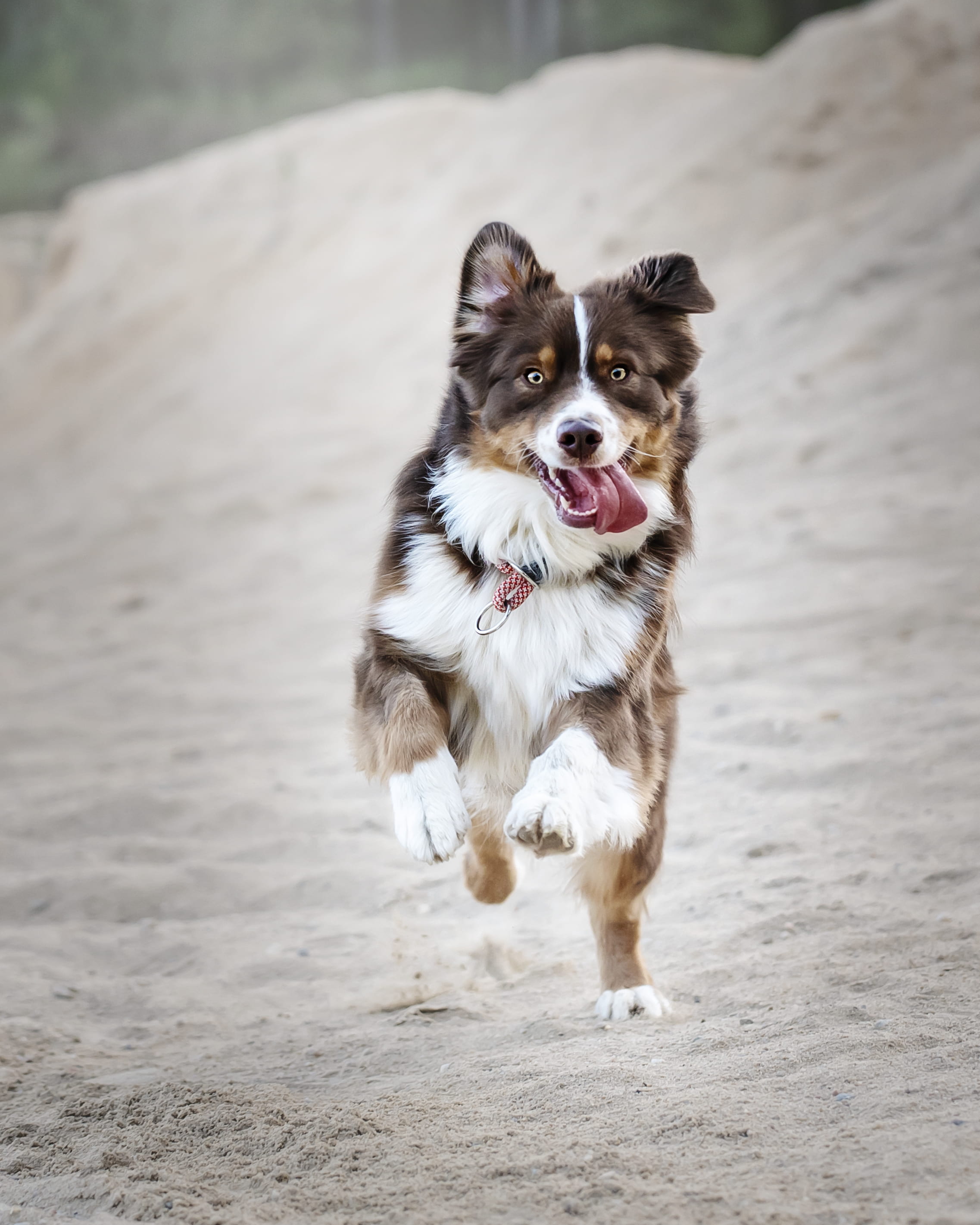 daytime, canine, nature, animal, motion, looking at camera, focus on foreground, one animal, tongue, brown, mammal, portrait, animal themes, domestic animals, Phone HD Wallpaper